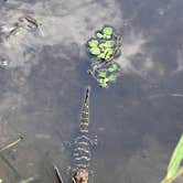 Review photo of Old Prairie Campground — Myakka River State Park by Kevin C., May 7, 2023