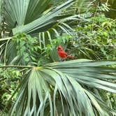 Review photo of Old Prairie Campground — Myakka River State Park by Kevin C., May 7, 2023