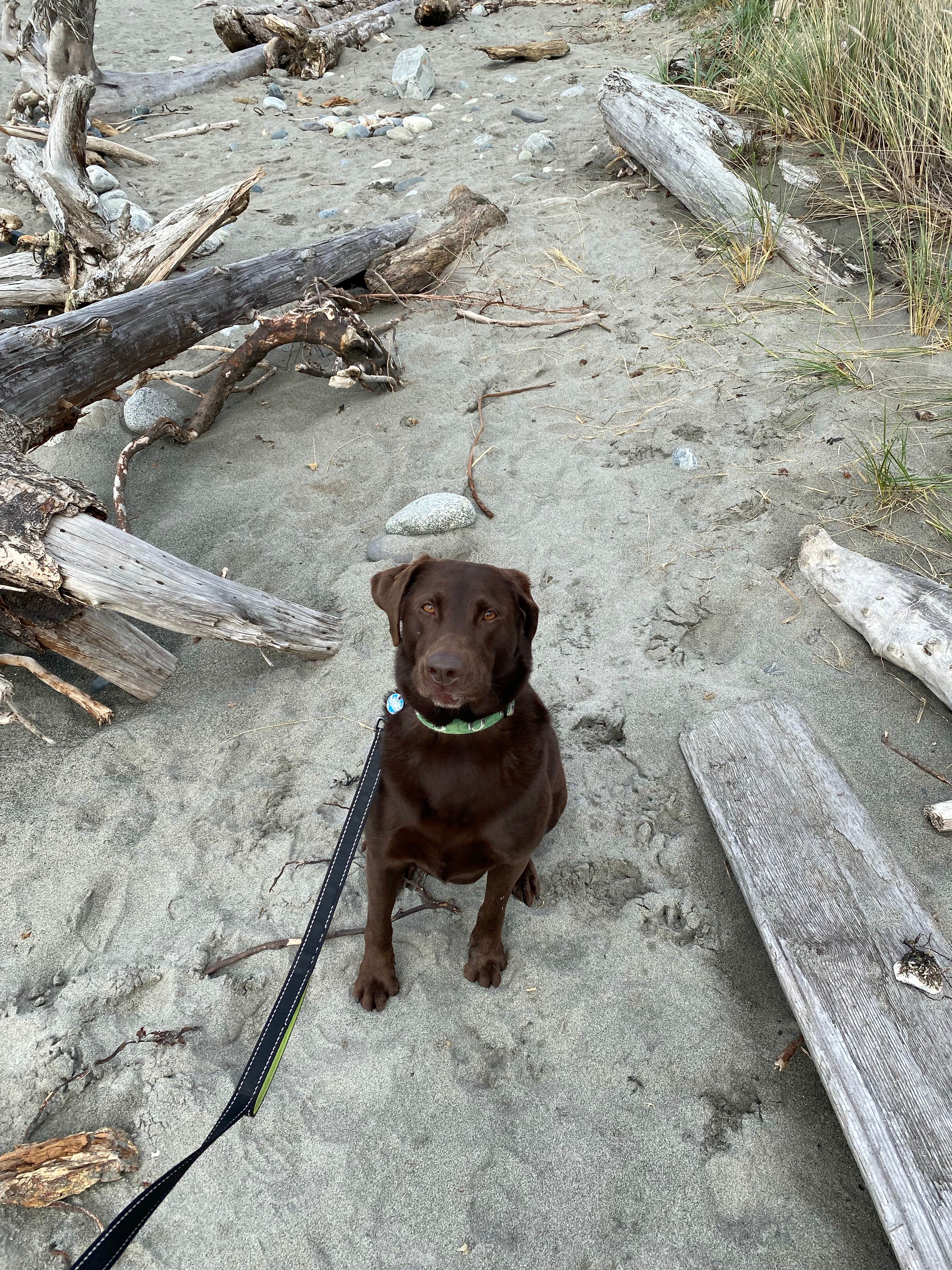 Kyle's photo of camping with pets at Beach Campground — Fort Worden Historical State Park near Freeland, WA