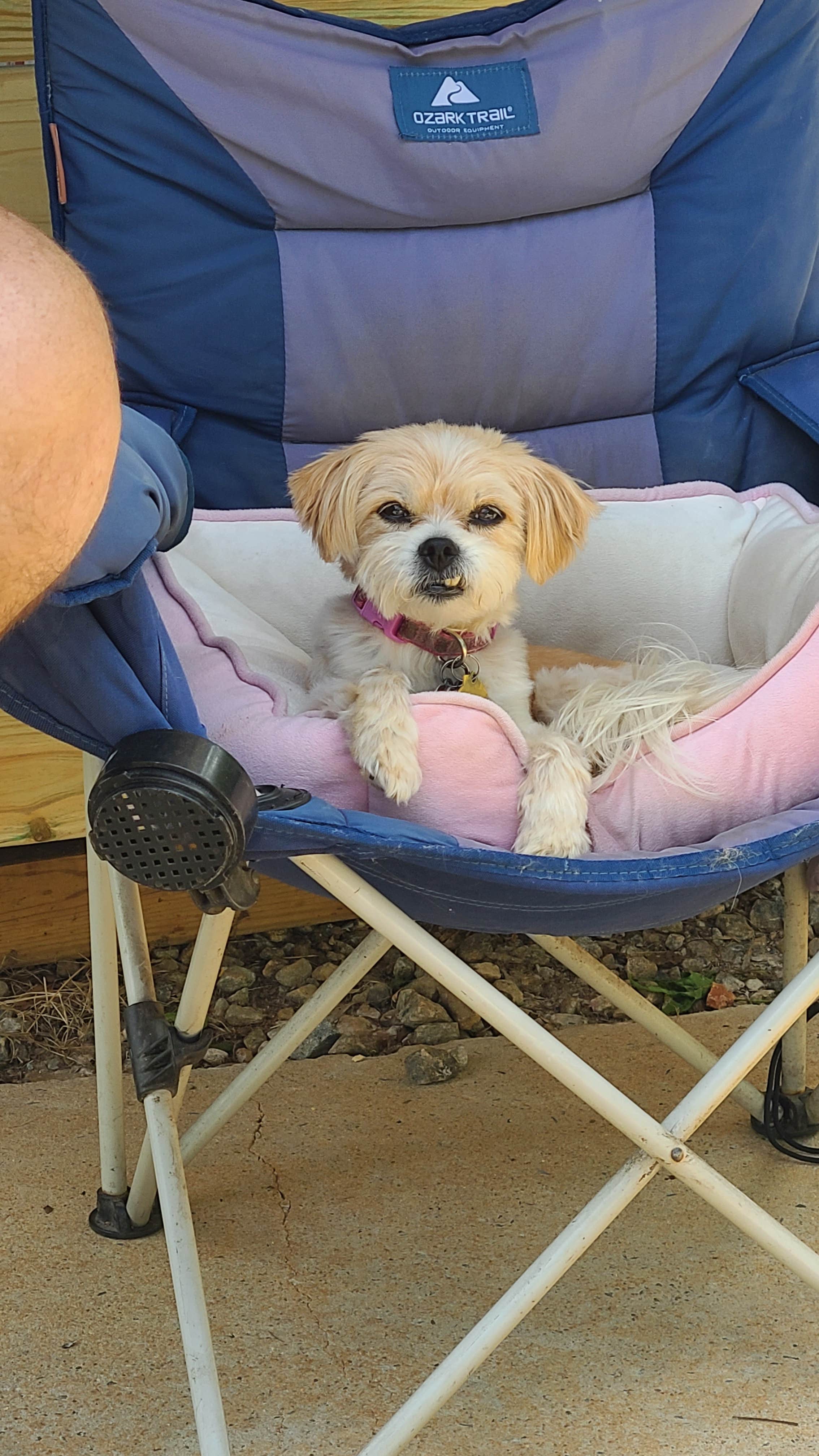 Nikki B.'s photo of camping with pets at Big Country Camping near Flovilla, GA