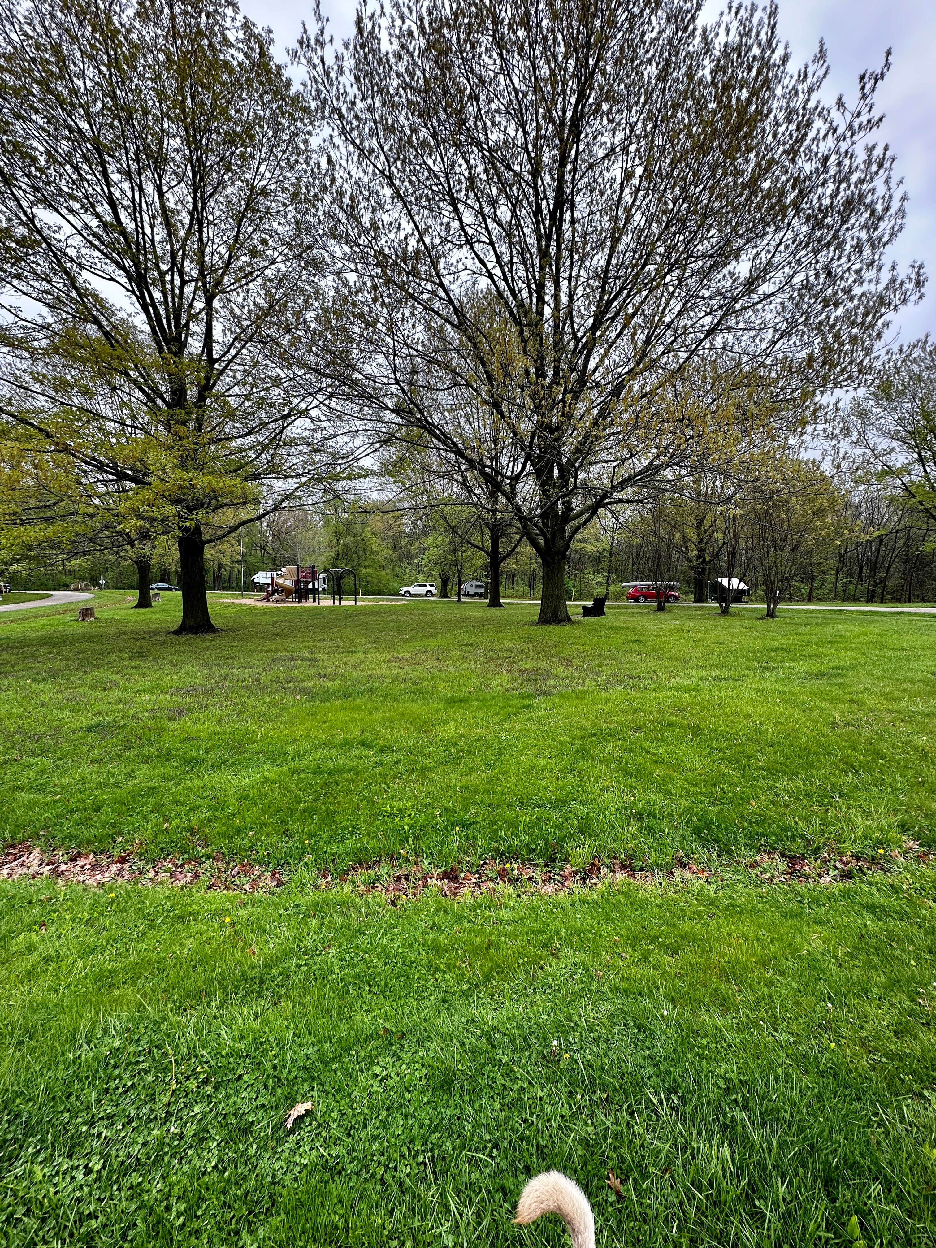 Stephanie S.'s photo of camping with pets at Morrison-Rockwood State Park near Bettendorf, IA