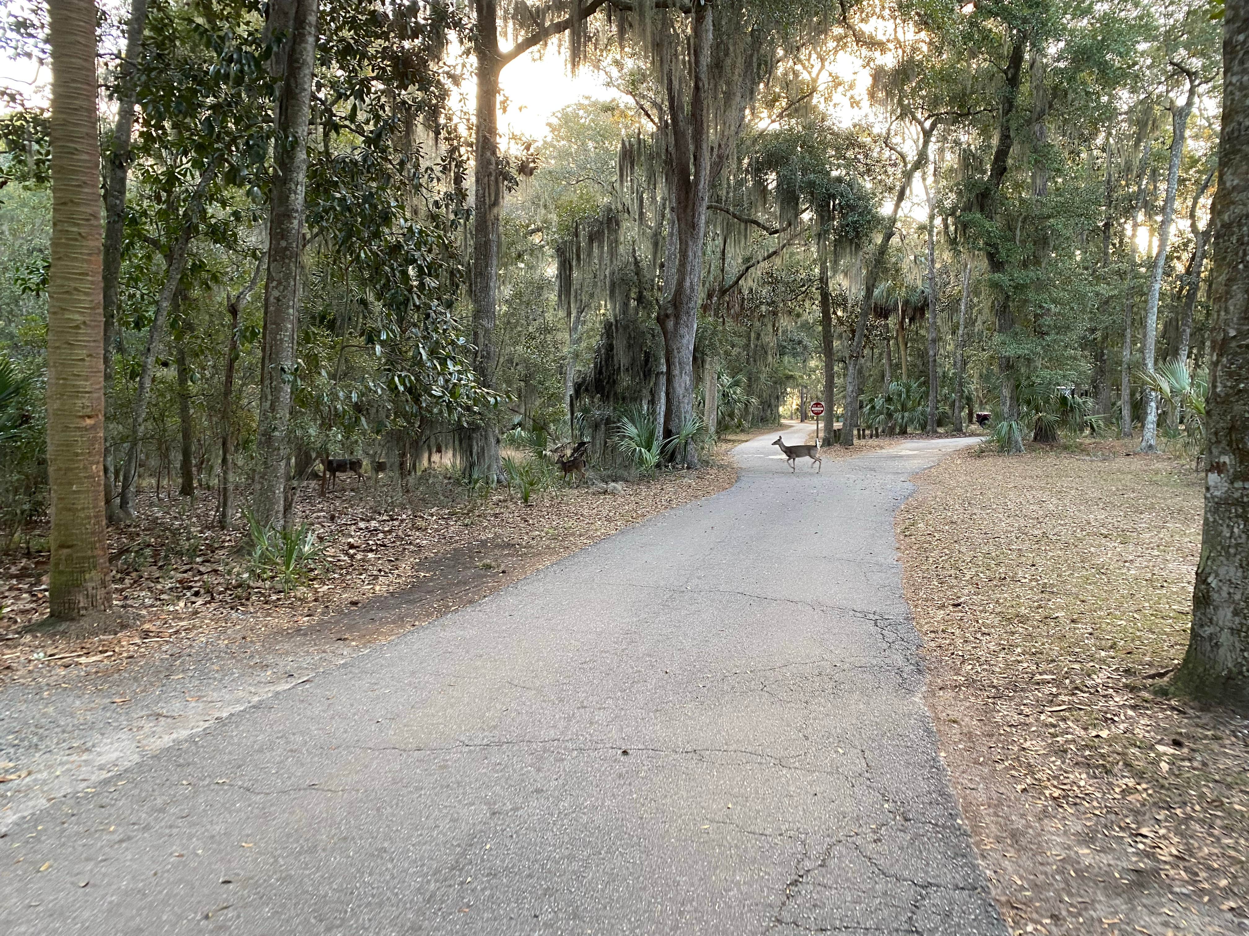 David W.'s photo of camping with pets at Fort McAllister State Park Campground in Georgia