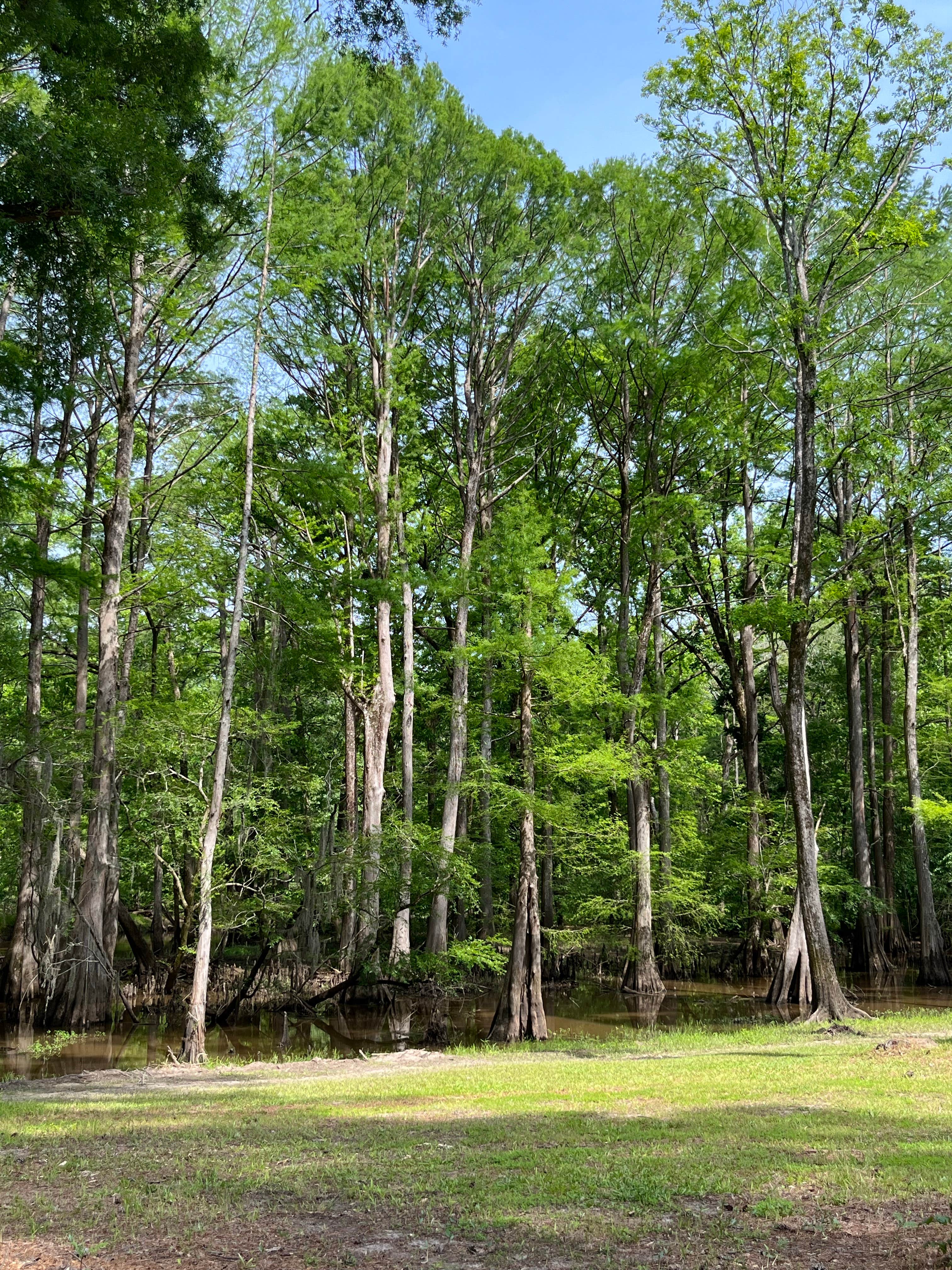 Camper-submitted photo at Buffalo Bayou RV Park near Blanchard, LA
