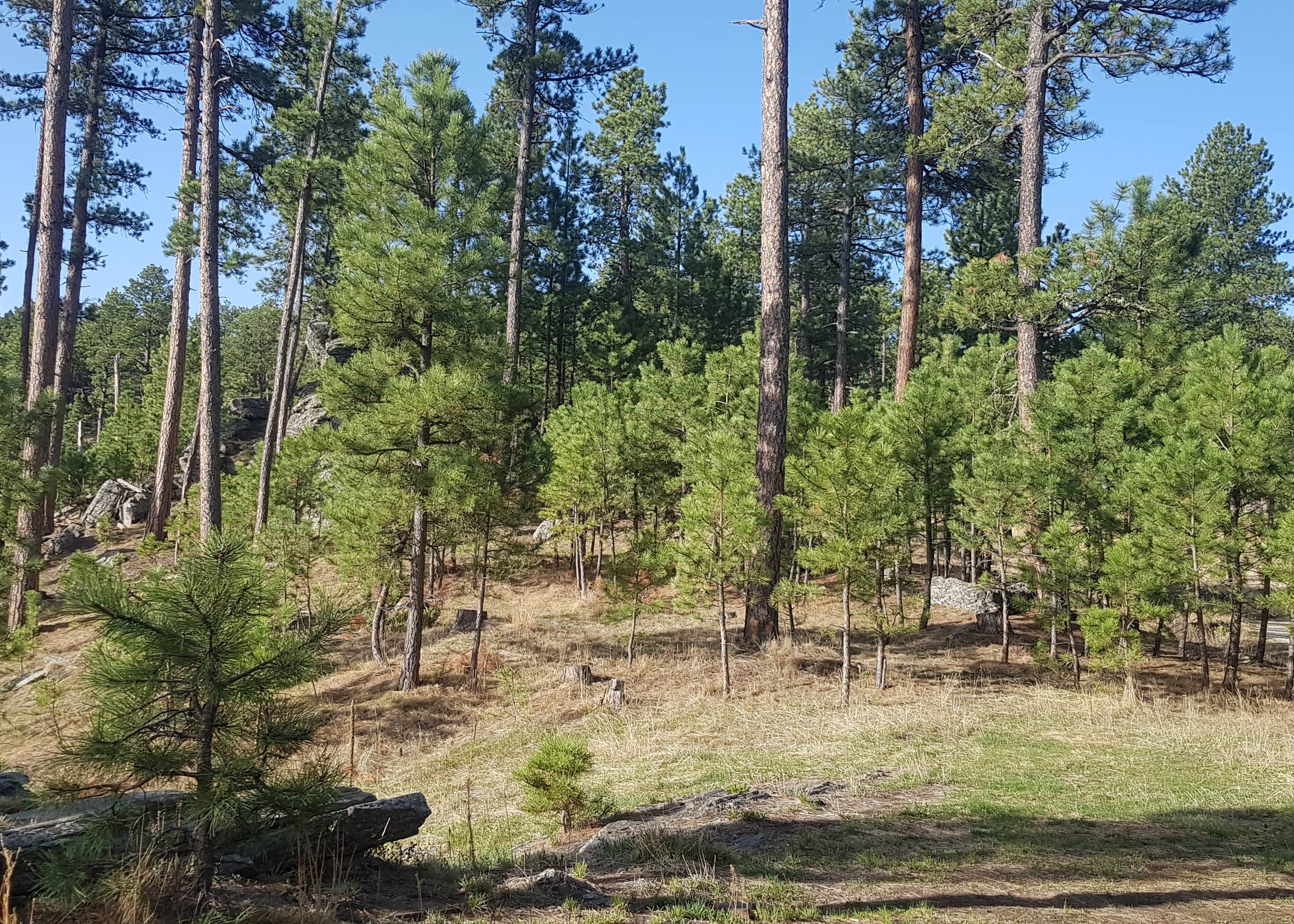 RD 356 Dispersed Site Black Hills National Forest Camping | The Dyrt