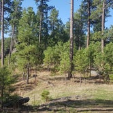 Review photo of RD 356 Dispersed Site Black Hills National Forest by Gregory , May 8, 2023