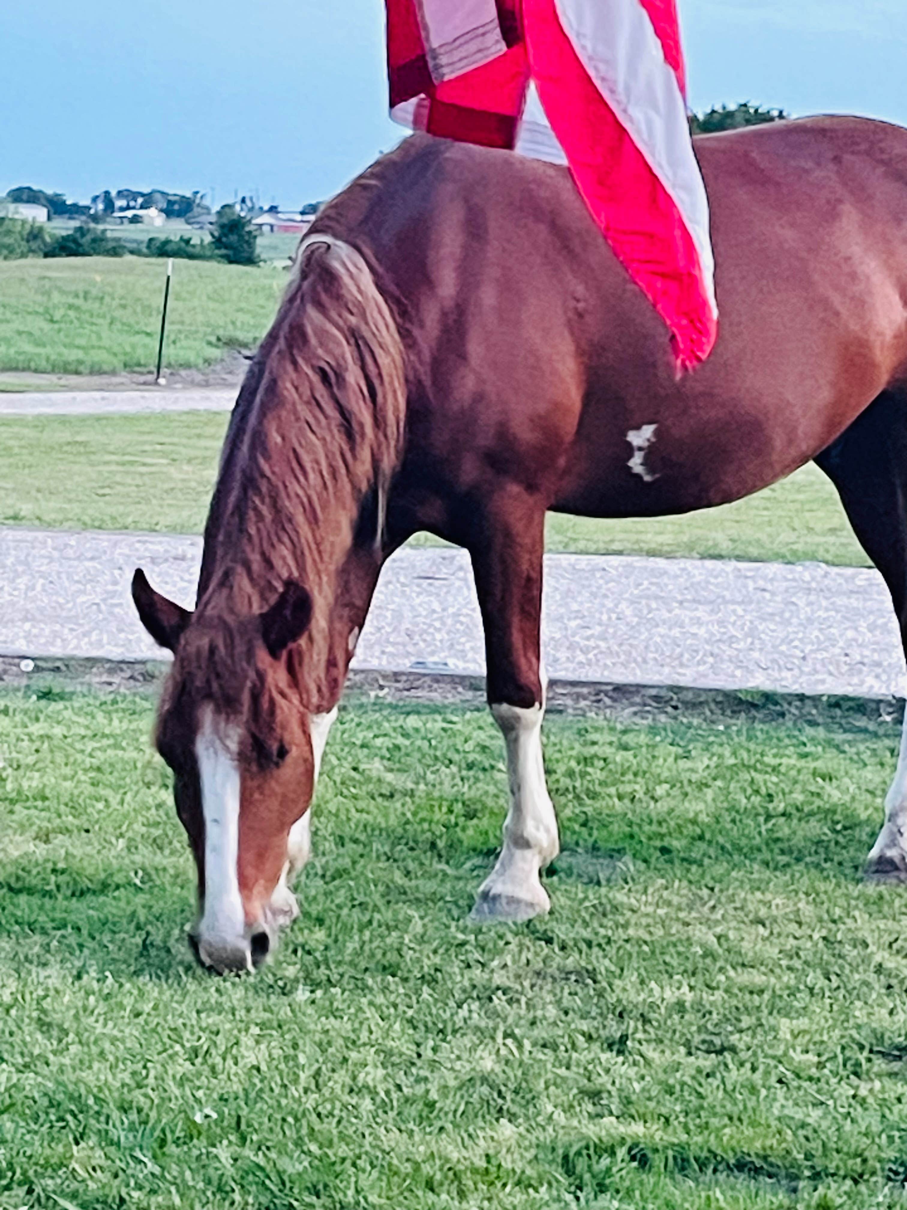 M2 R.'s photo of camping with a horse at Mustang 2nd Chance Foundation near Franklin, TX
