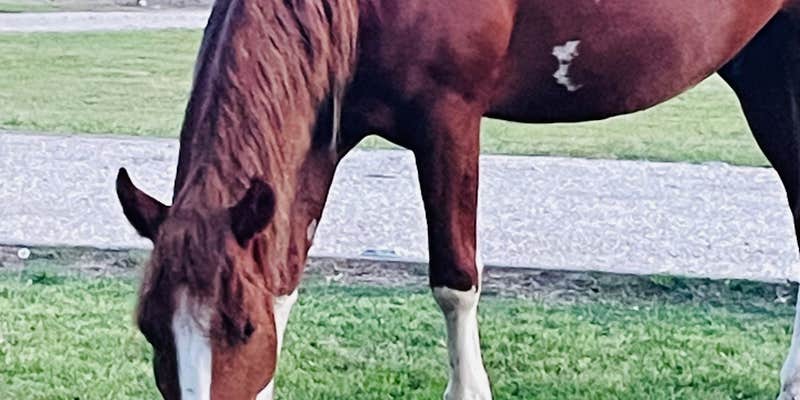 Camper submitted image from Mustang 2nd Chance Foundation