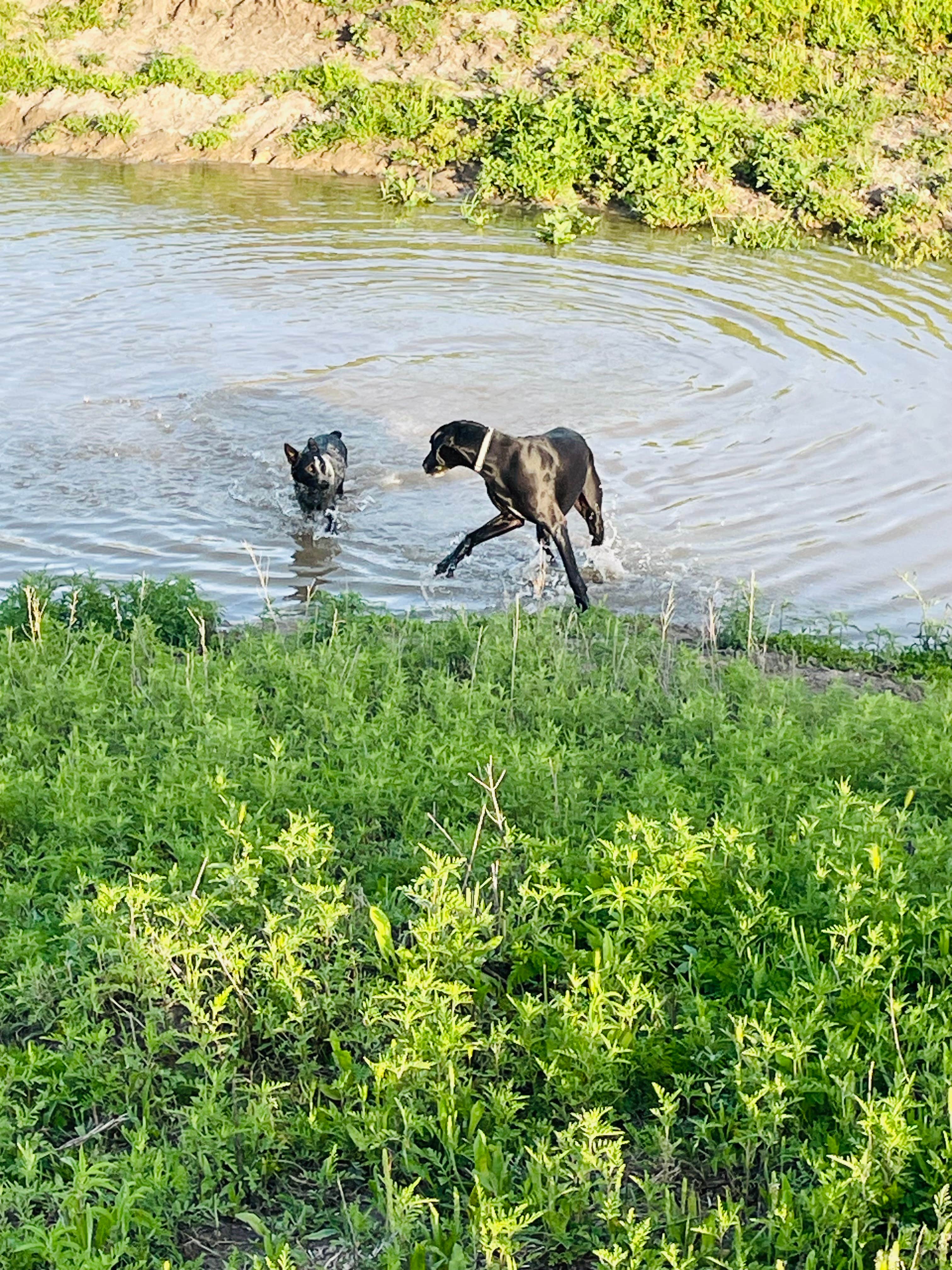M2 R.'s photo of camping with pets at Mustang 2nd Chance Foundation near Cordell Hull Lake