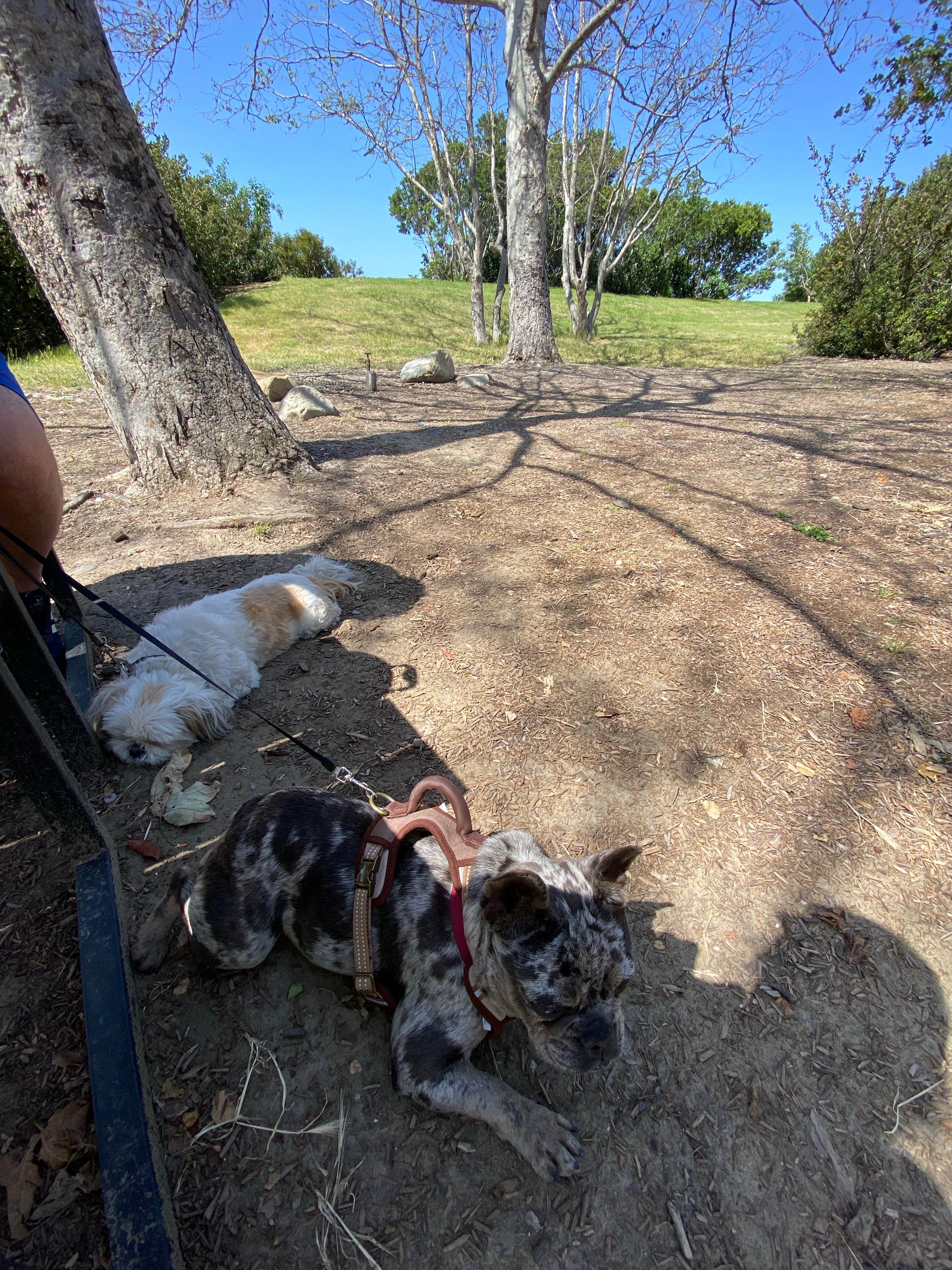 Kristine V.'s photo of camping with pets at Sun Outdoors Santa Barbara near Santa Barbara, CA