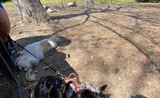 Kristine V.'s photo of camping with pets at Sun Outdoors Santa Barbara near Buellton, CA