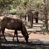 Review photo of Mather Campground — Grand Canyon National Park by Johnny S., May 9, 2023