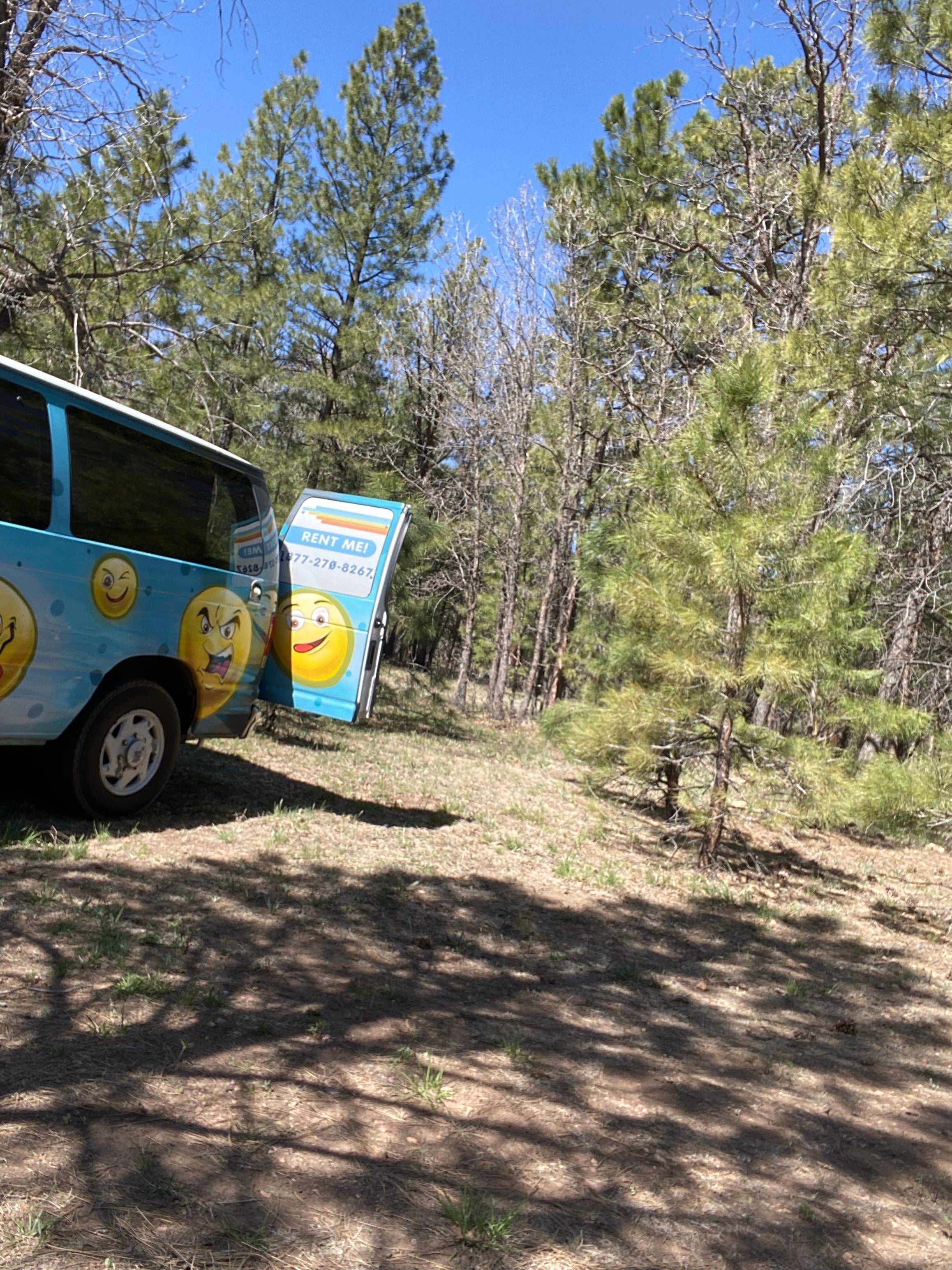 Camper submitted image from Coconino Rim Road, Fire Road 310 Kaibab Forest - 2