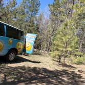 Review photo of Coconino Rim Road, Fire Road 310 Kaibab Forest by Janice S., May 9, 2023