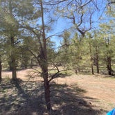 Review photo of Coconino Rim Road, Fire Road 310 Kaibab Forest by Janice S., May 9, 2023