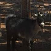 Review photo of Zion Ponderosa Ranch Resort by David G., October 9, 2018