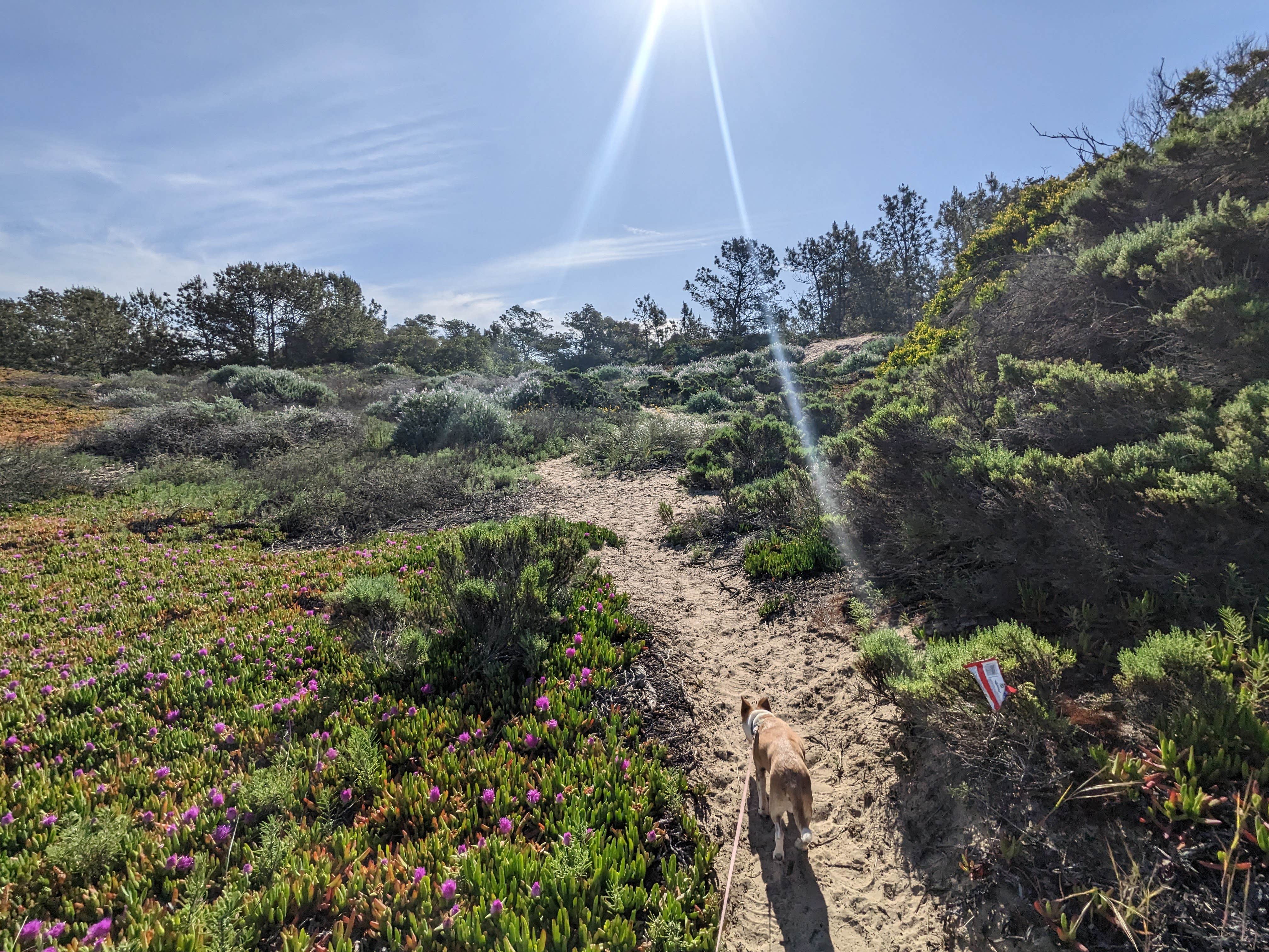 Laura M.'s photo of camping with pets at Oceano Campground — Pismo State Beach near Pismo Beach, CA