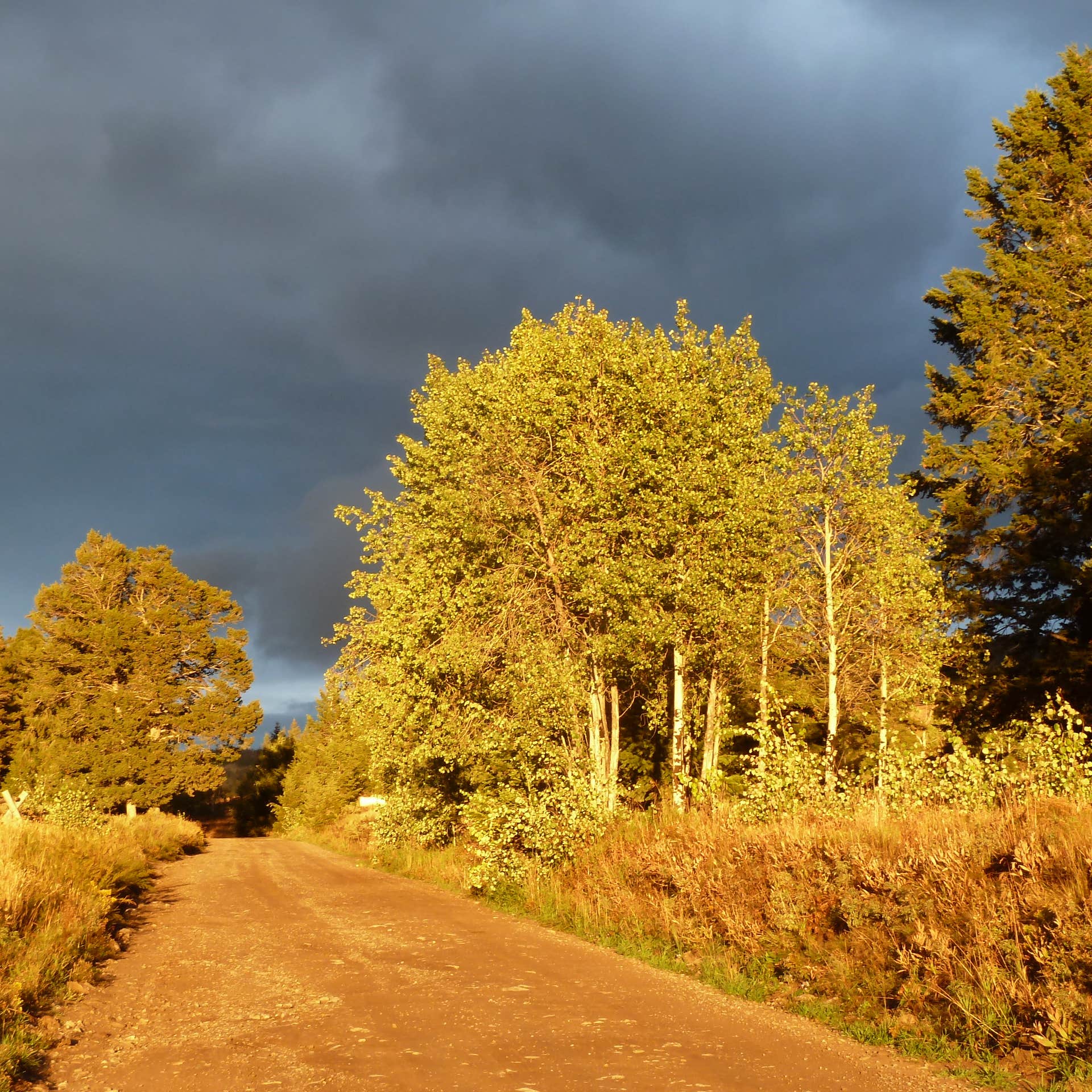 Curtis Canyon Campground Camping The Dyrt