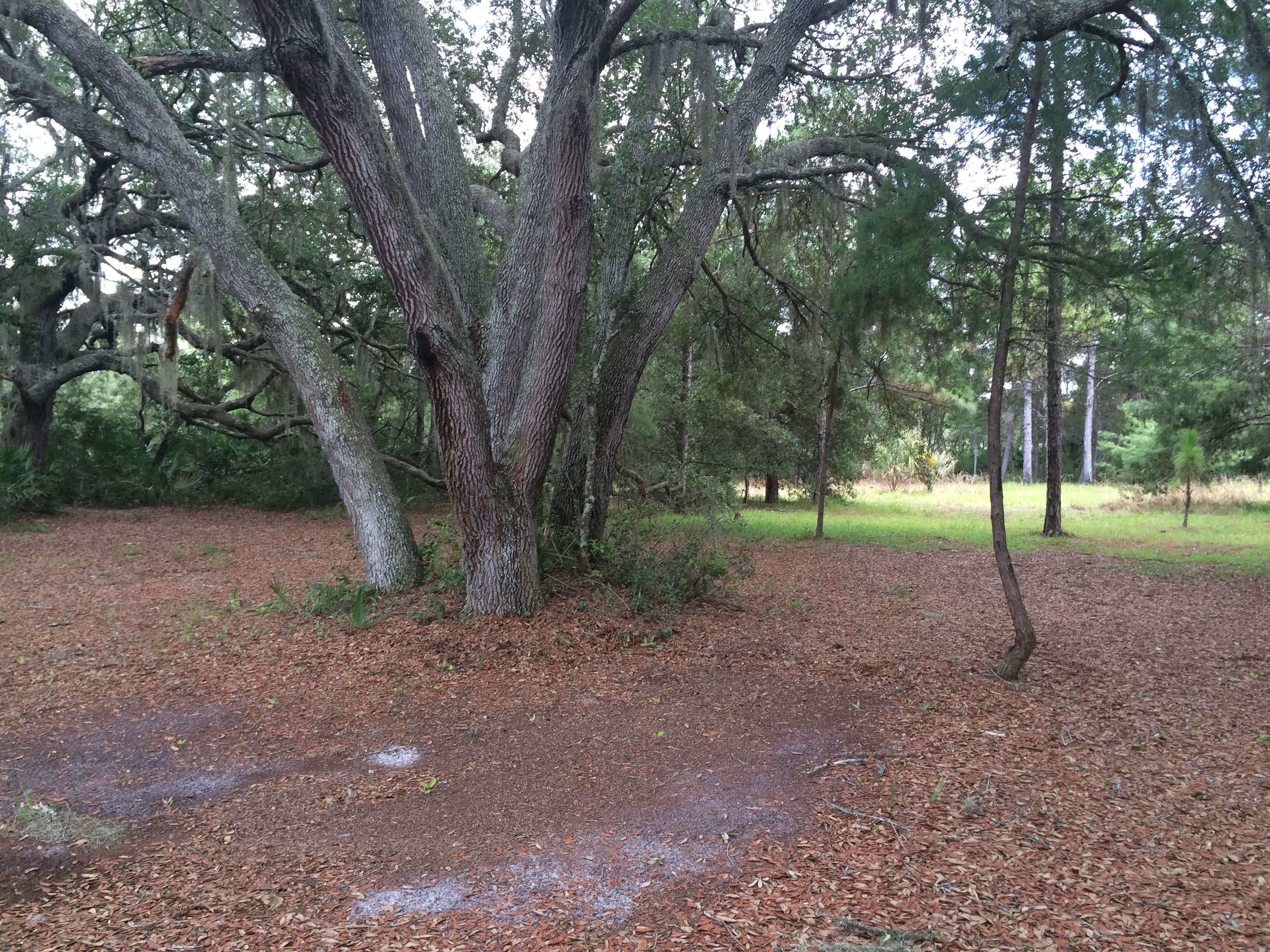 Camper-submitted photo at Seminole State Forest Primitive Campsites near Orange City, FL