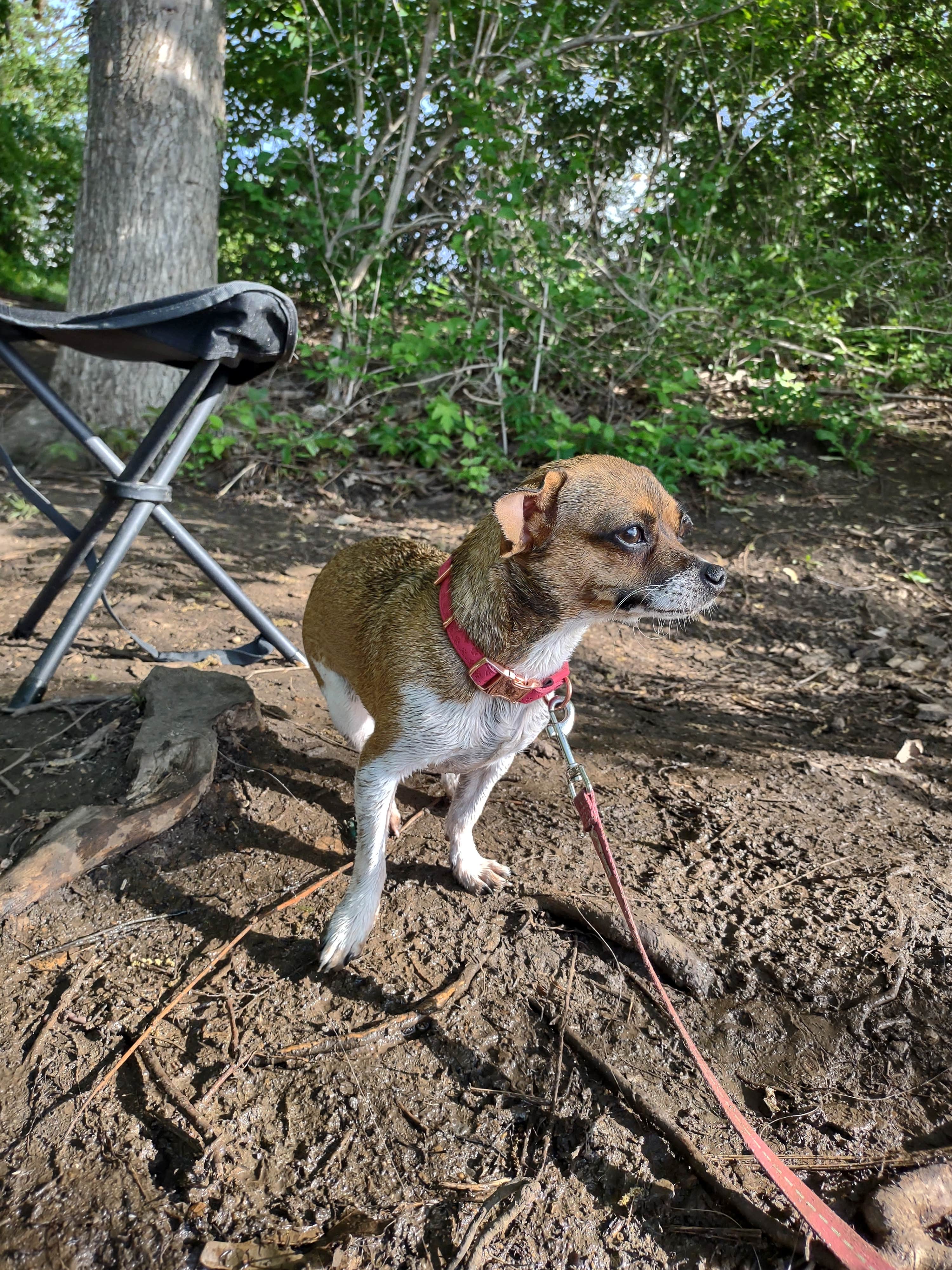 Victoria S.'s photo of camping with pets at Lake Shawnee County Campground near Topeka, KS