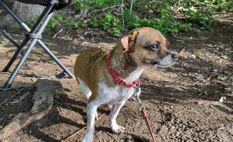 Victoria S.'s photo of camping with pets at Lake Shawnee County Campground near Tonganoxie, KS