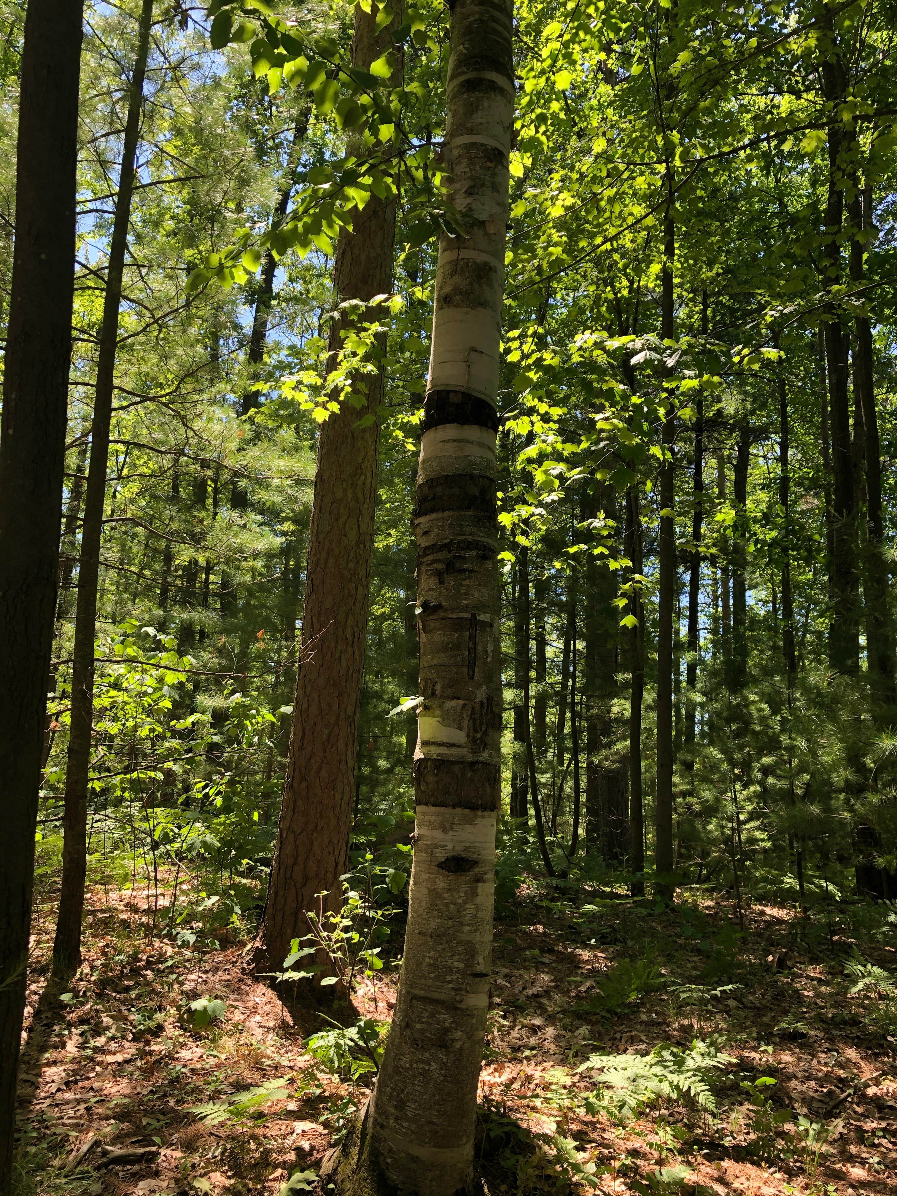 Camper submitted image from Oxbow Park Big Prairie Township - 2