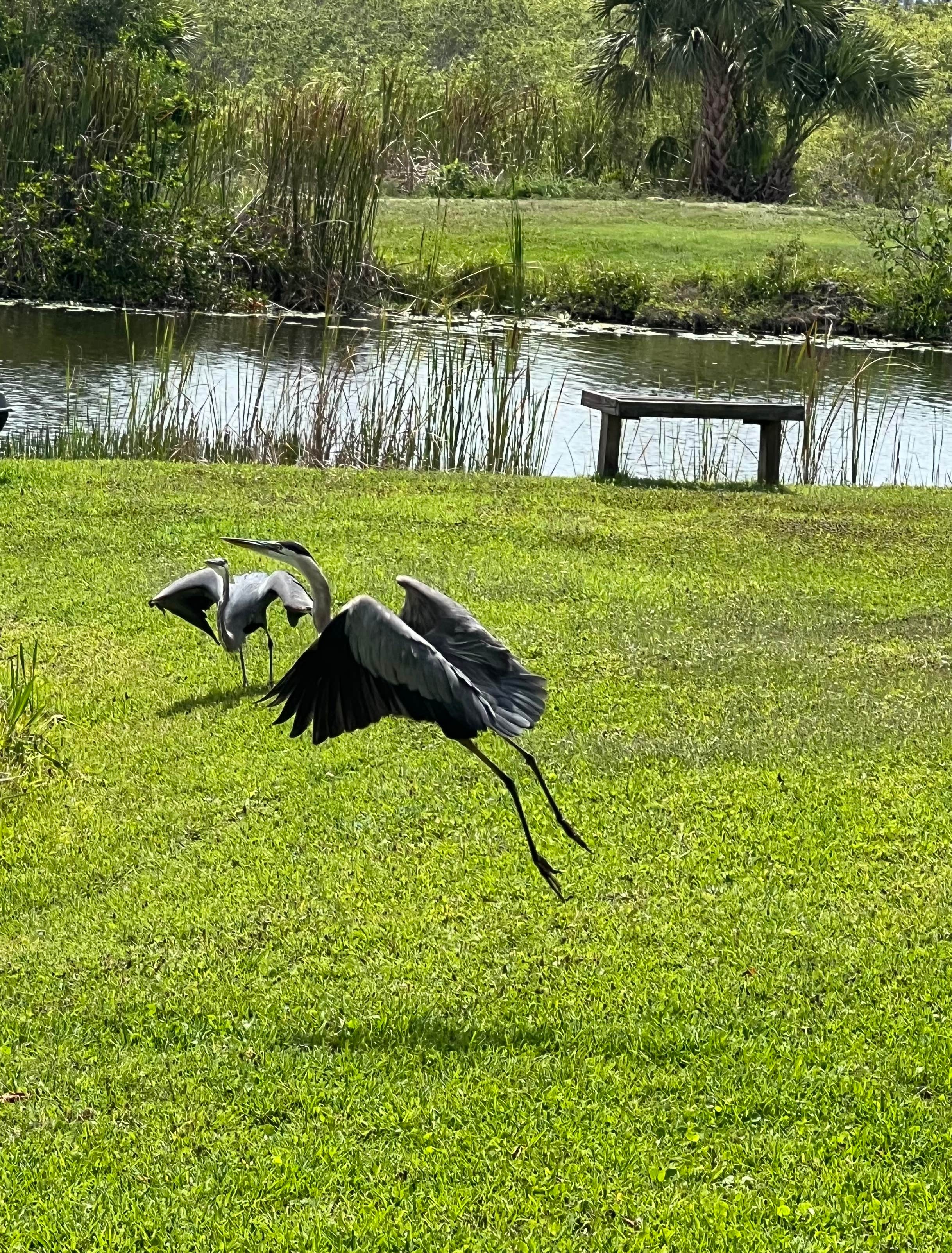 Camper-submitted photo at Lakes Park RV near Captiva, FL