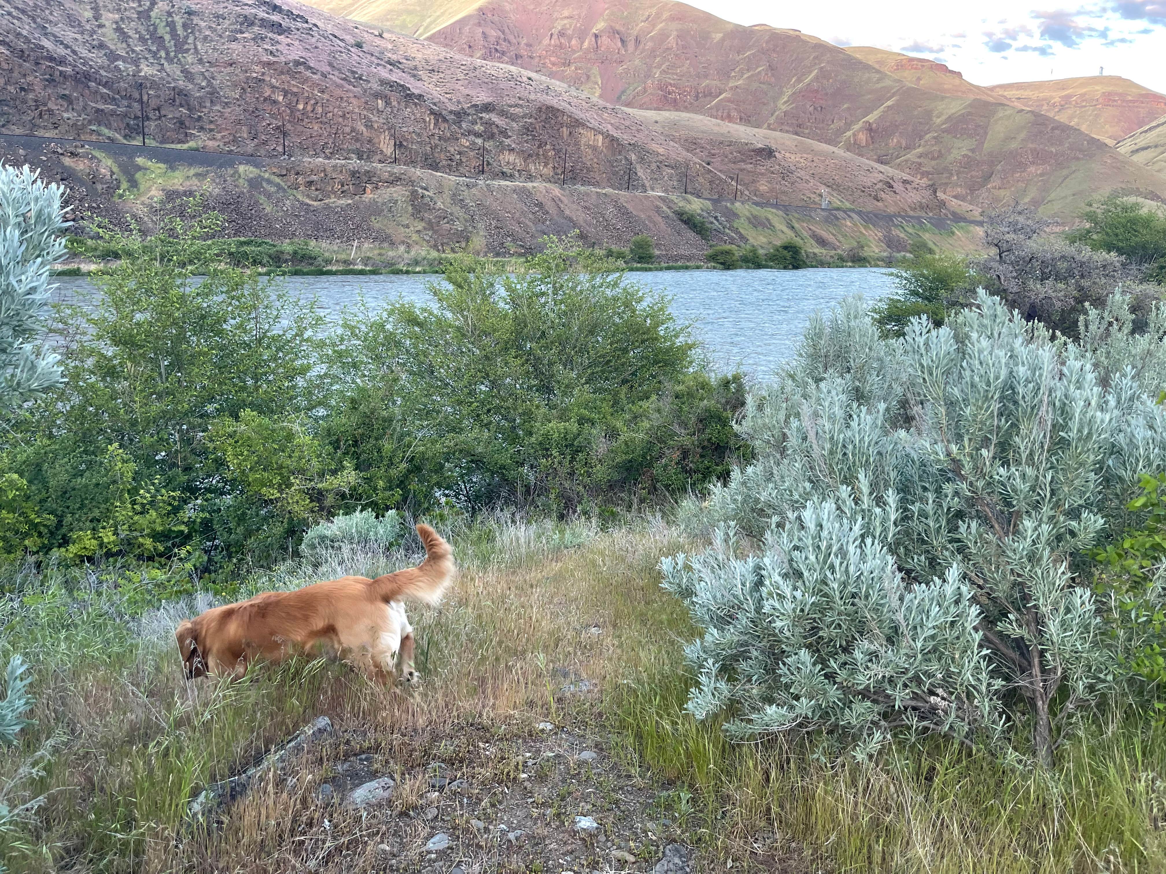 James W.'s photo of camping with pets at Macks Canyon Recreation Site near Mikkalo, OR