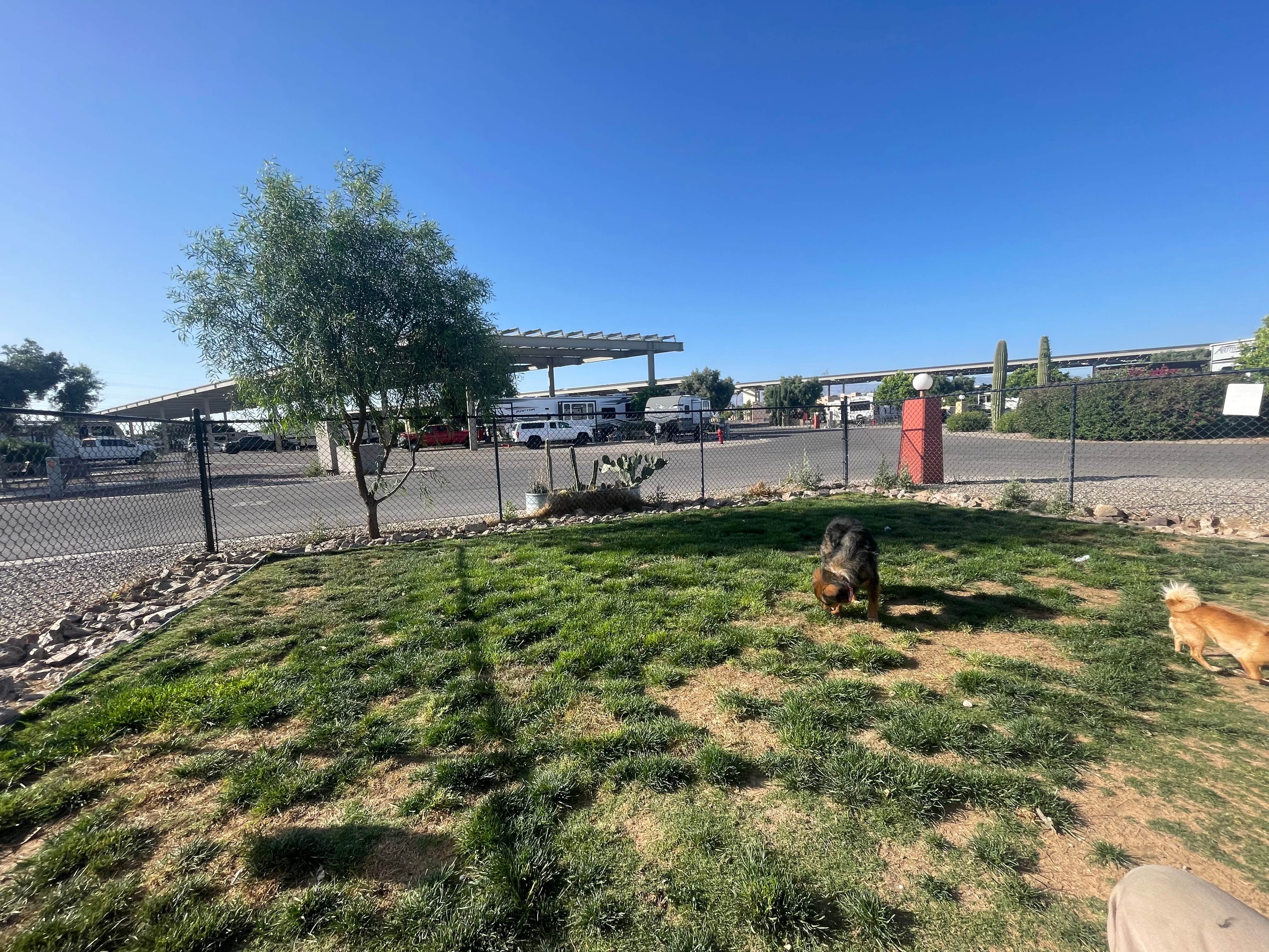 Juliet L.'s photo of camping with pets at Tucson - Lazydays KOA near Saguaro National Park