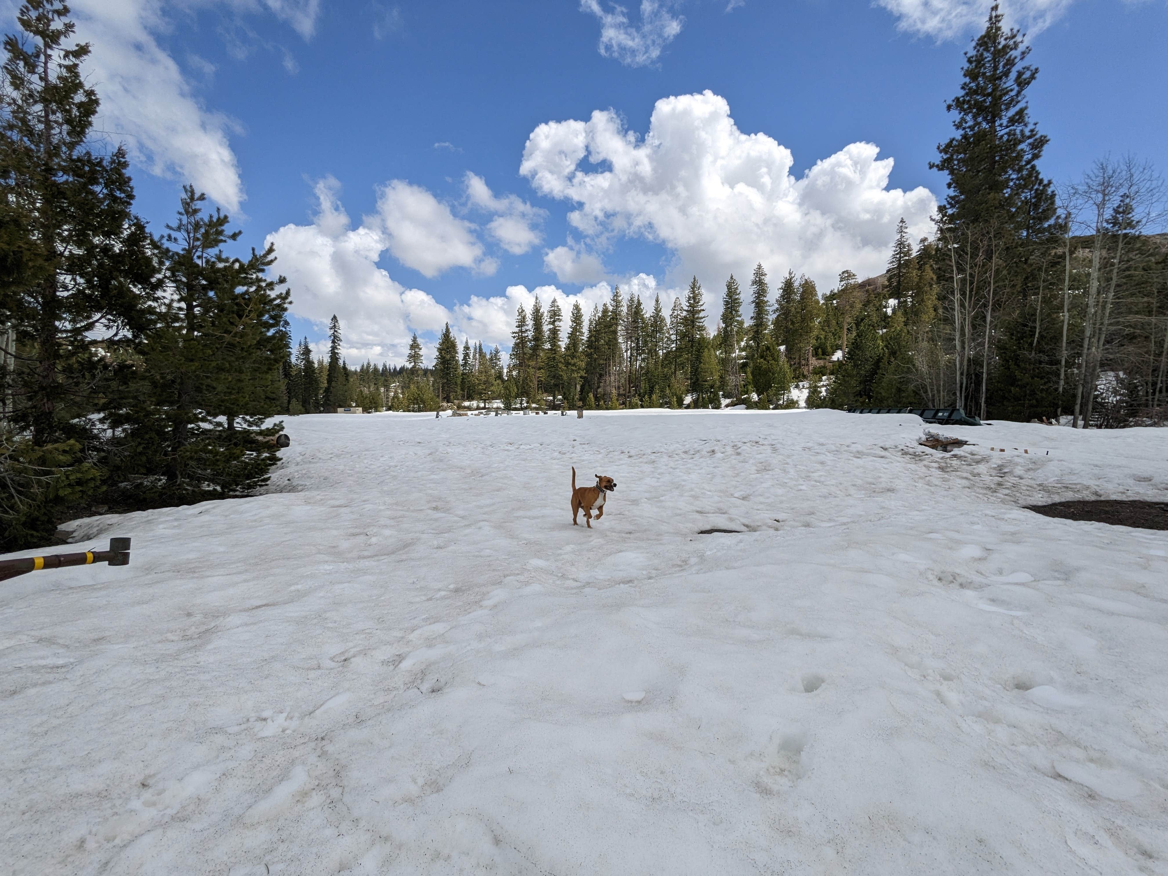 Camper-submitted photo at Lake Valley Rd Pullout near Colfax, CA