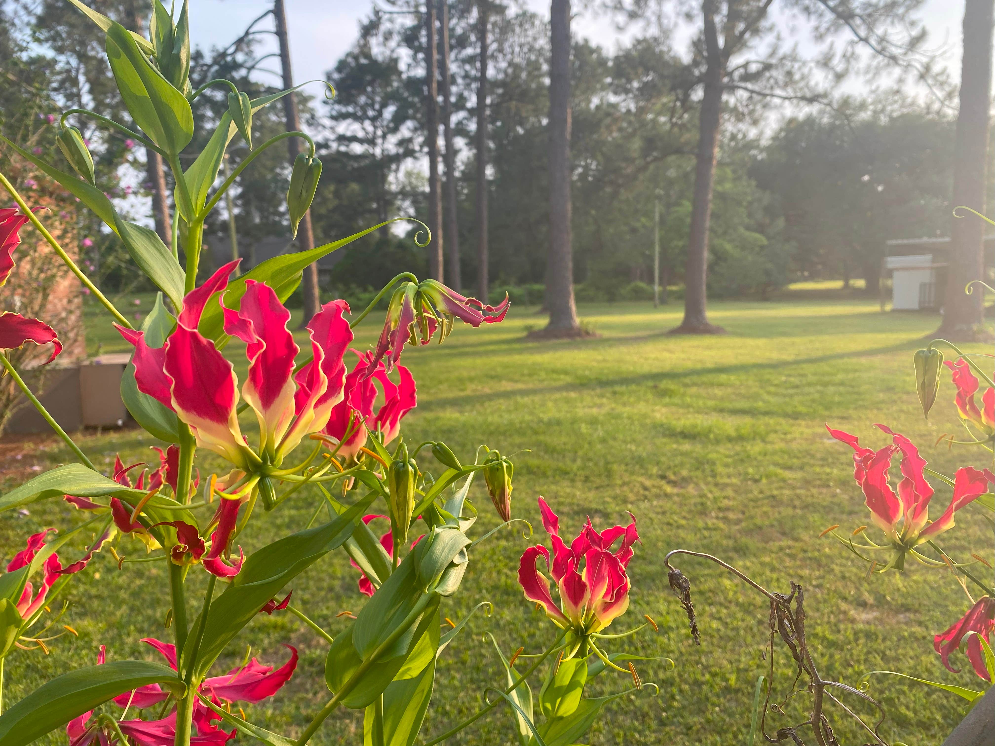 Camper-submitted photo at Burros Del Sol Dorado near Albany, GA