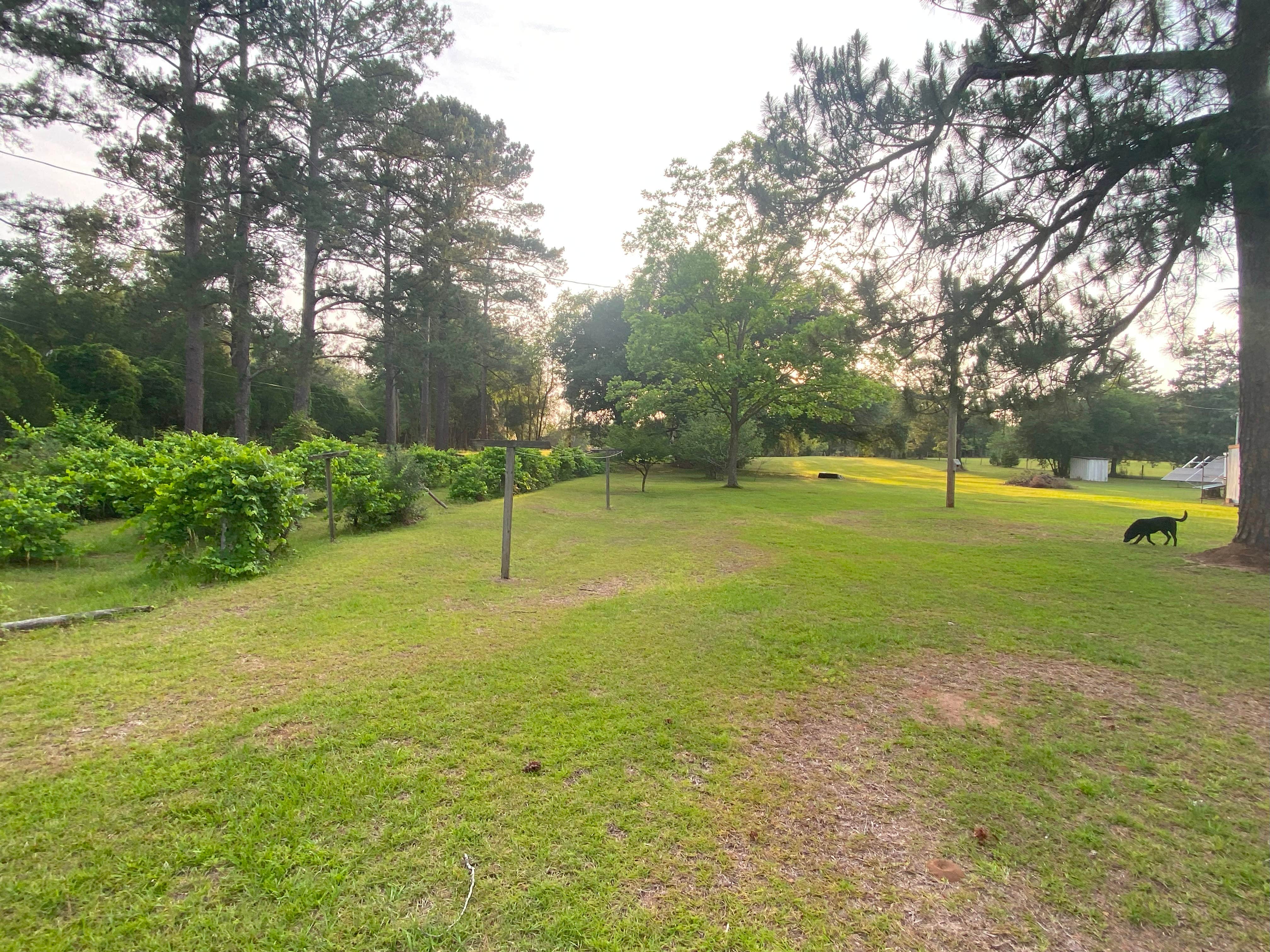 Camper-submitted photo at Burros Del Sol Dorado near Albany, GA