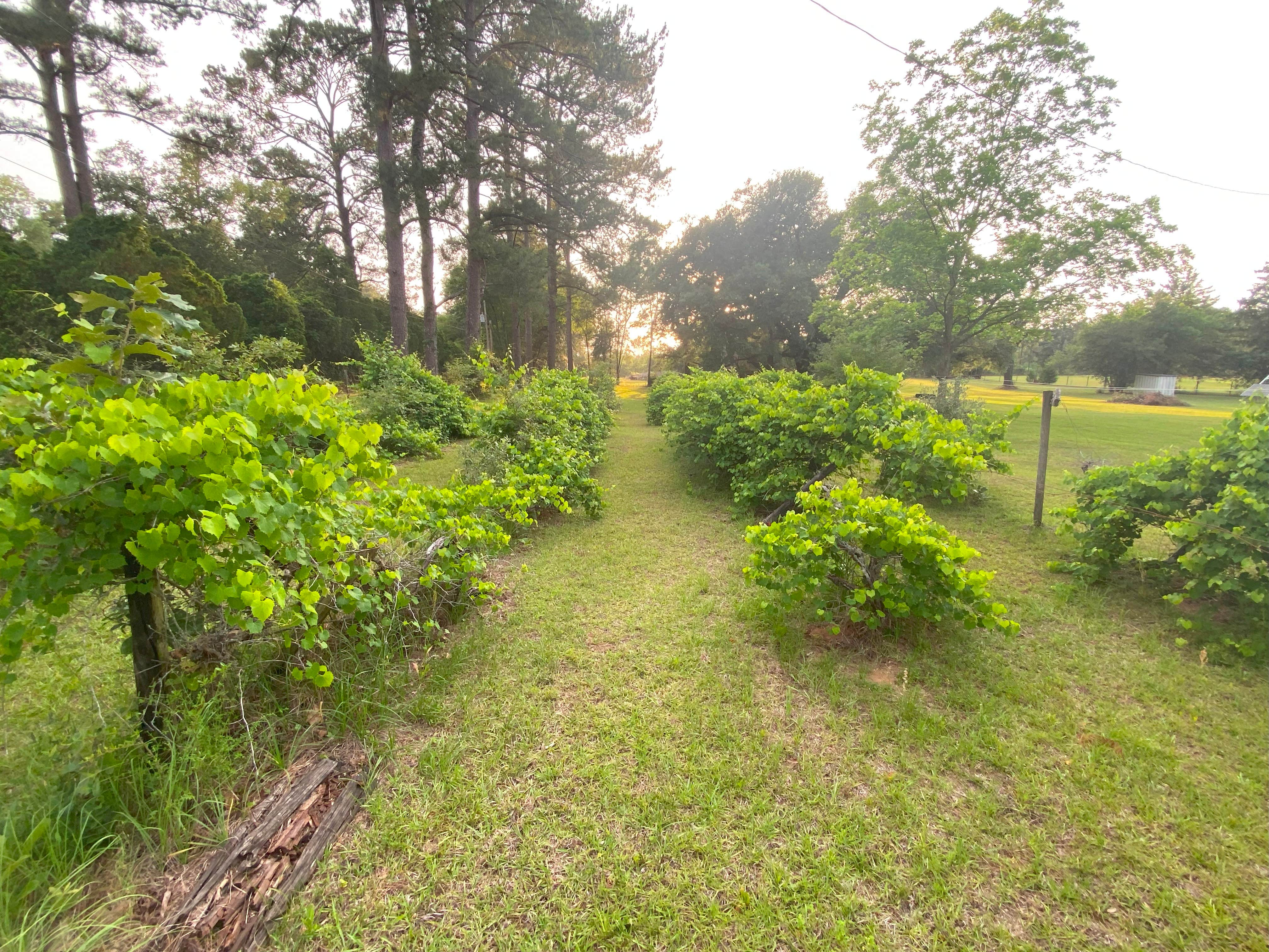 Camper-submitted photo at Burros Del Sol Dorado near Albany, GA