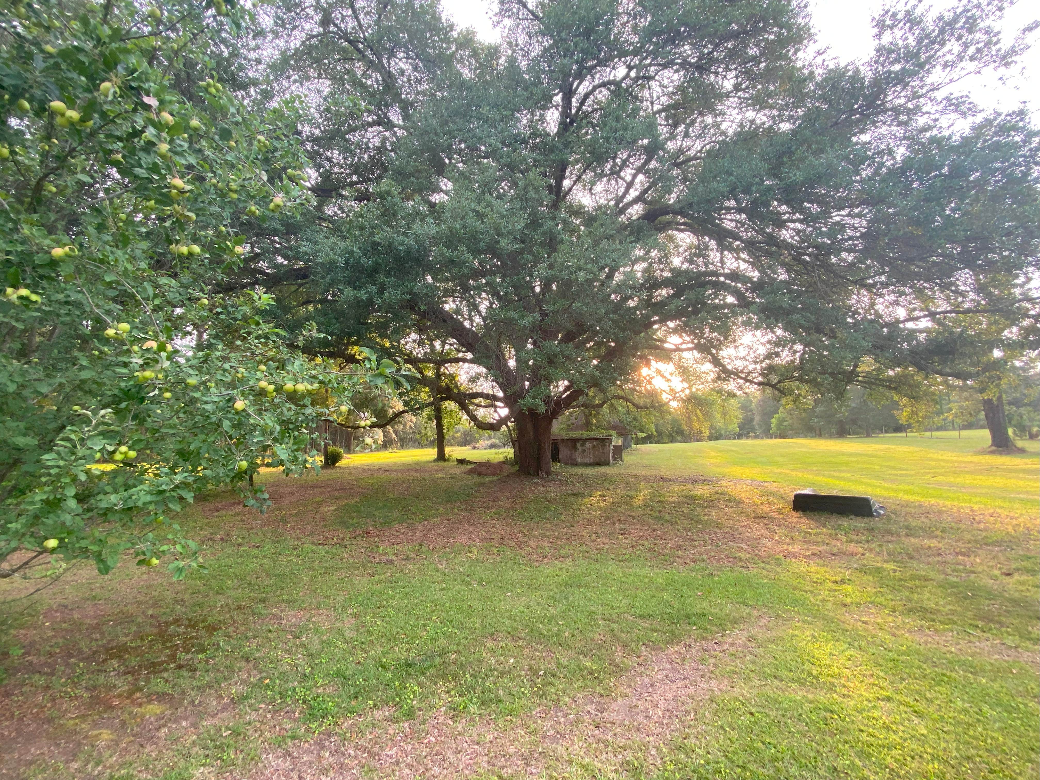 Camper-submitted photo at Burros Del Sol Dorado near Albany, GA