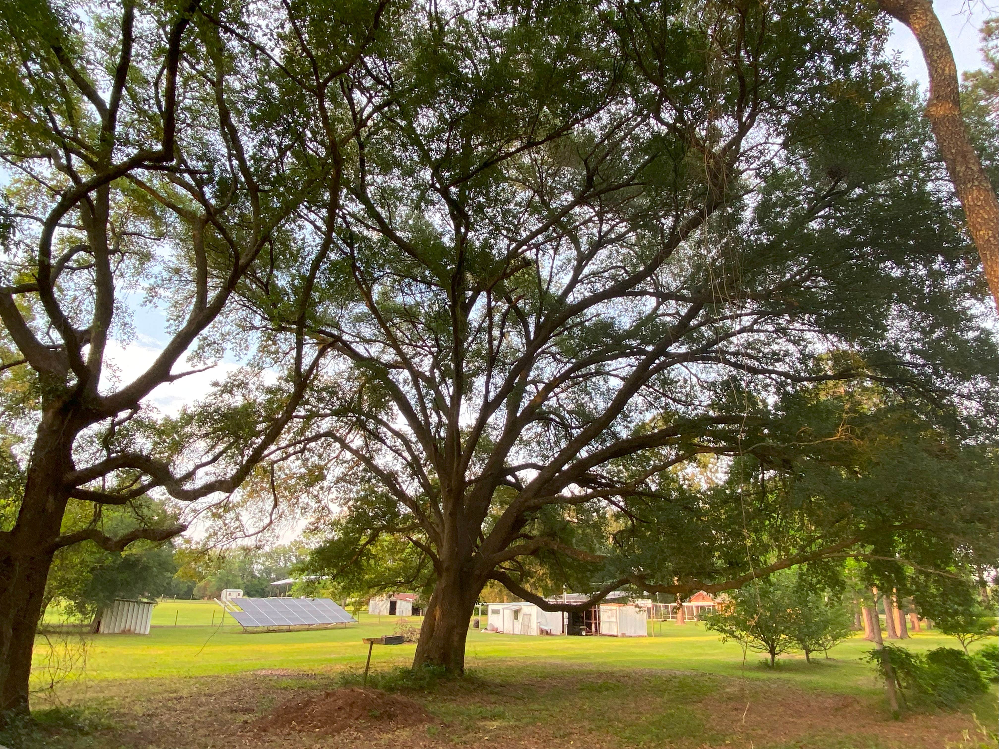 Camper-submitted photo at Burros Del Sol Dorado near Albany, GA