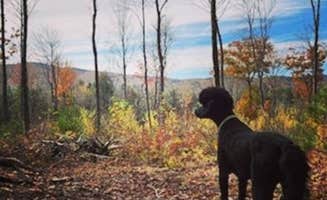 The Dyrt's photo of camping with pets at Tentrr Signature Site - Fordy Acres near Thetford, VT