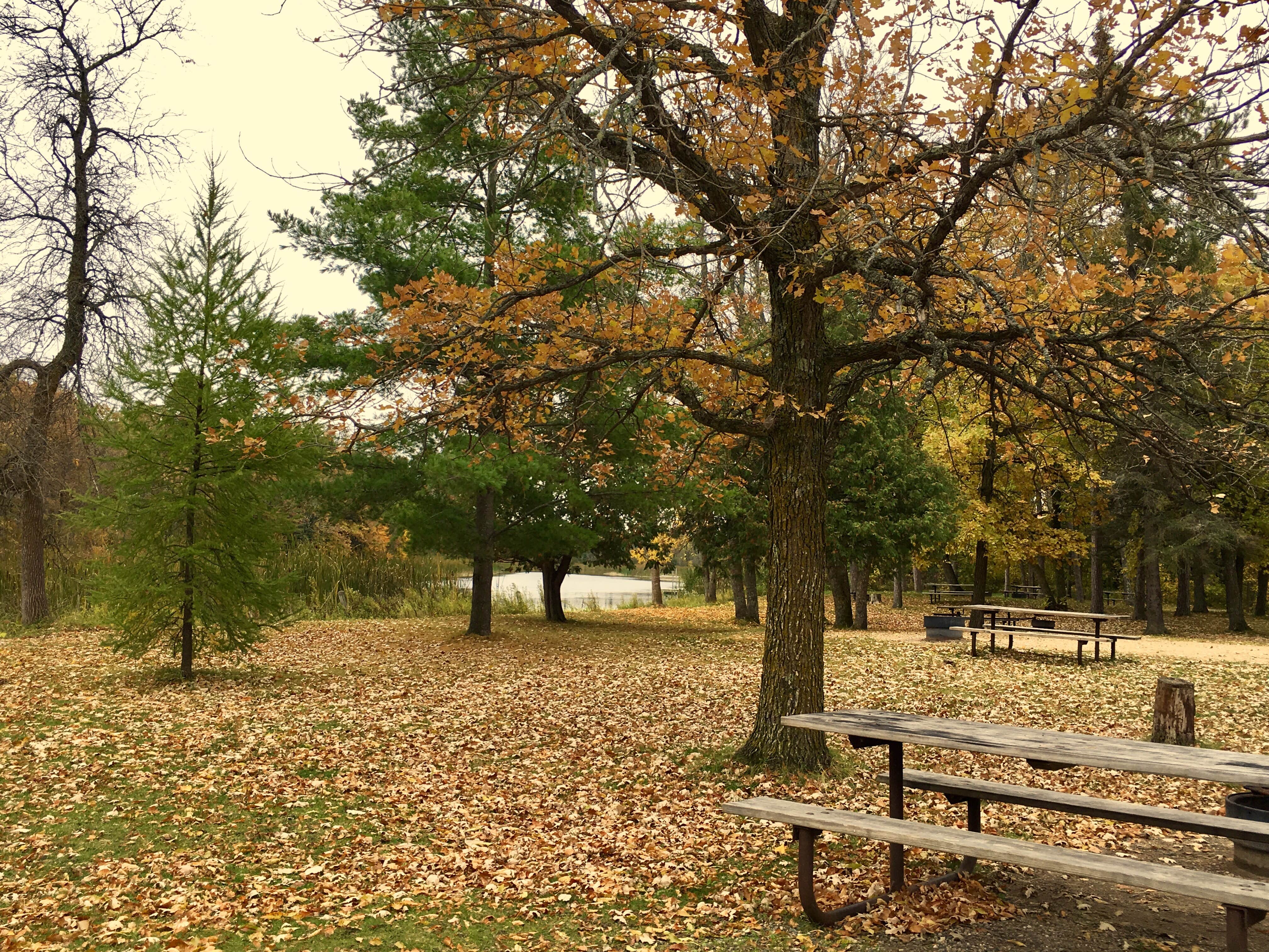 Camper submitted image from Big Bog State Recreation Area - 4