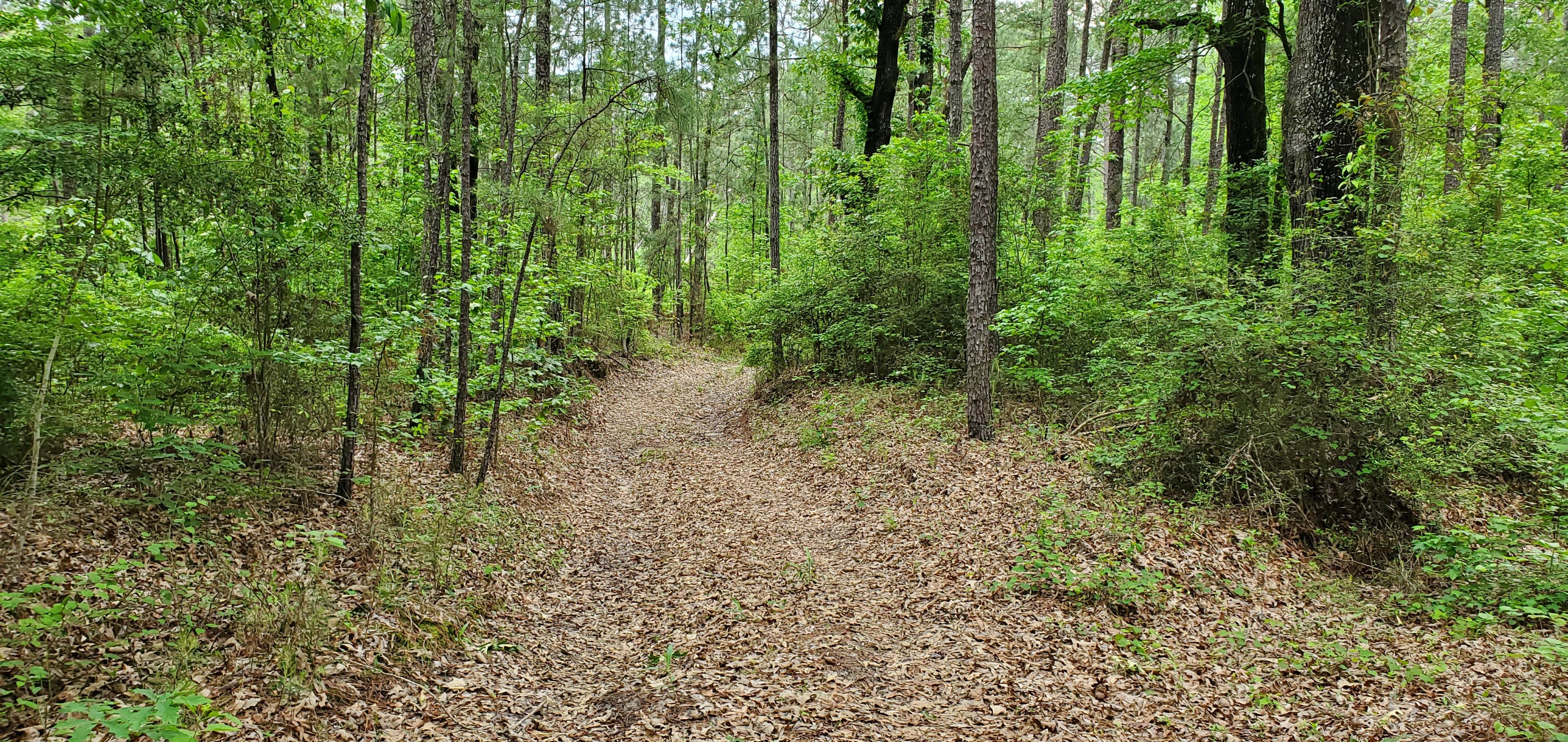 Camper submitted image from Hunters Camp - Calcasieu Ranger District - 3