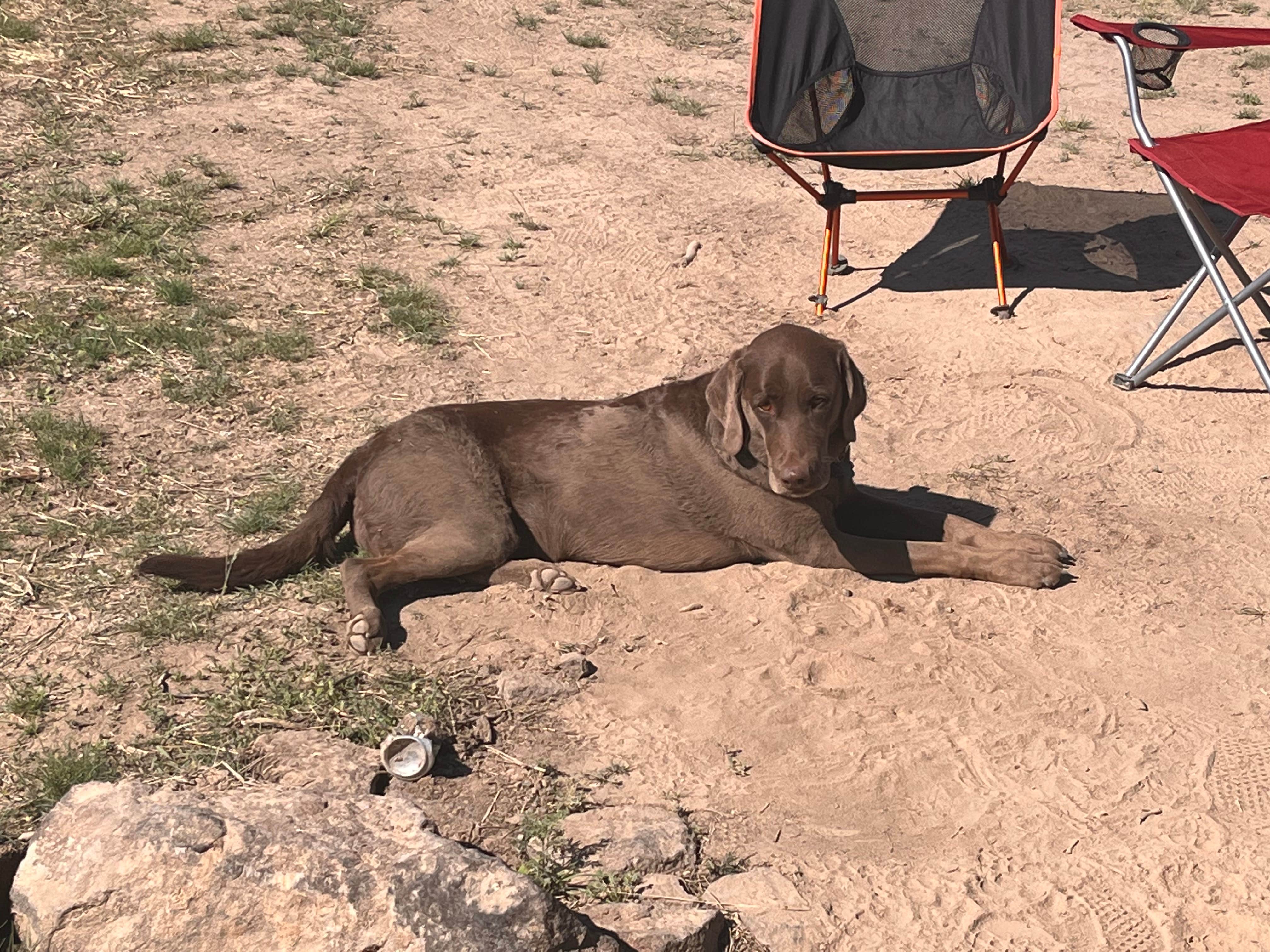 Syd S.'s photo of camping with pets at Cauldron Linn BLM Dispersed near City of Rocks National Reserve