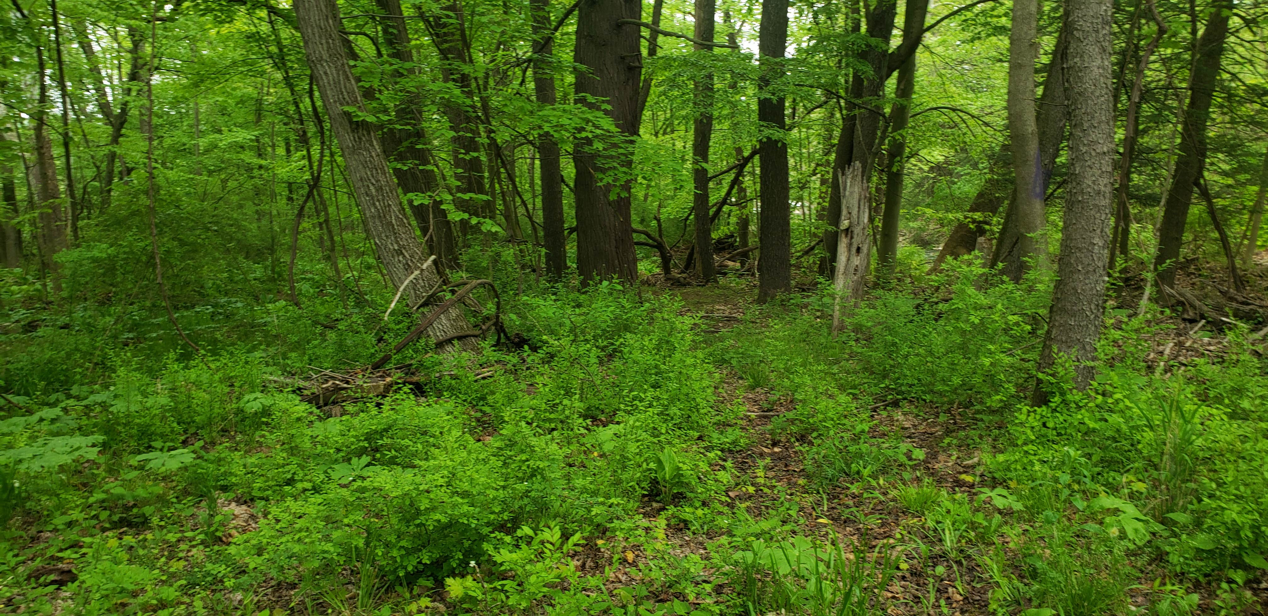 Camper-submitted photo at Pat's Primitive Place near Duncansville, PA
