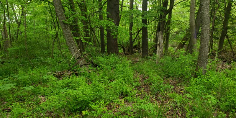 Camper submitted image from Pat's Primitive Place