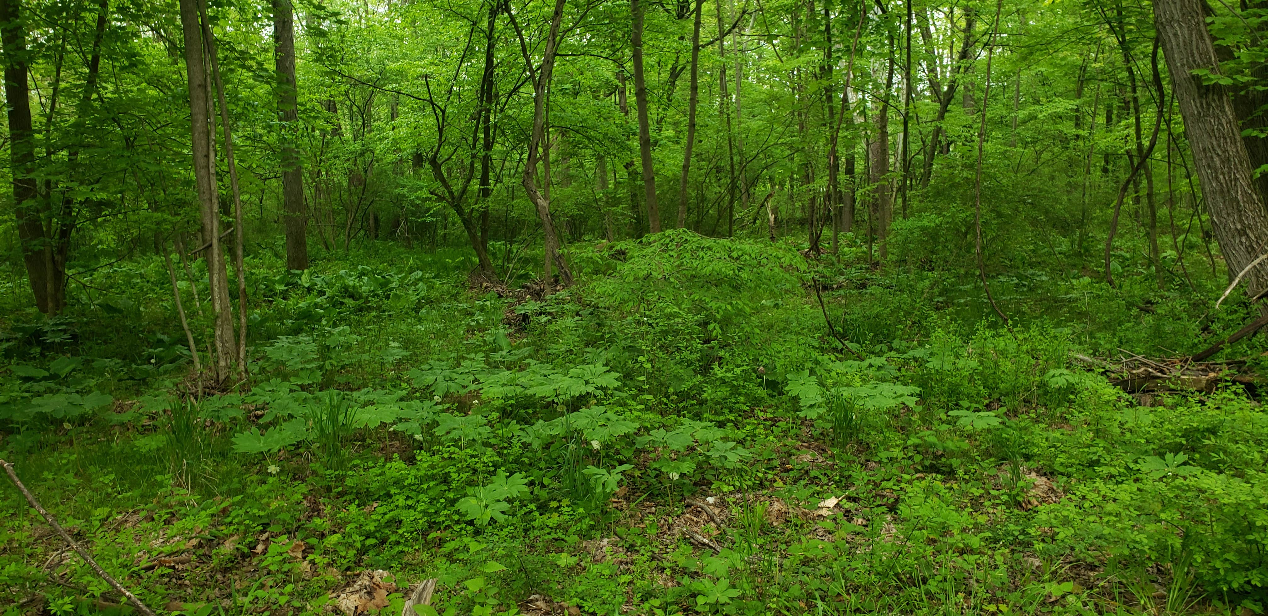 Camper-submitted photo at Pat's Primitive Place near Duncansville, PA
