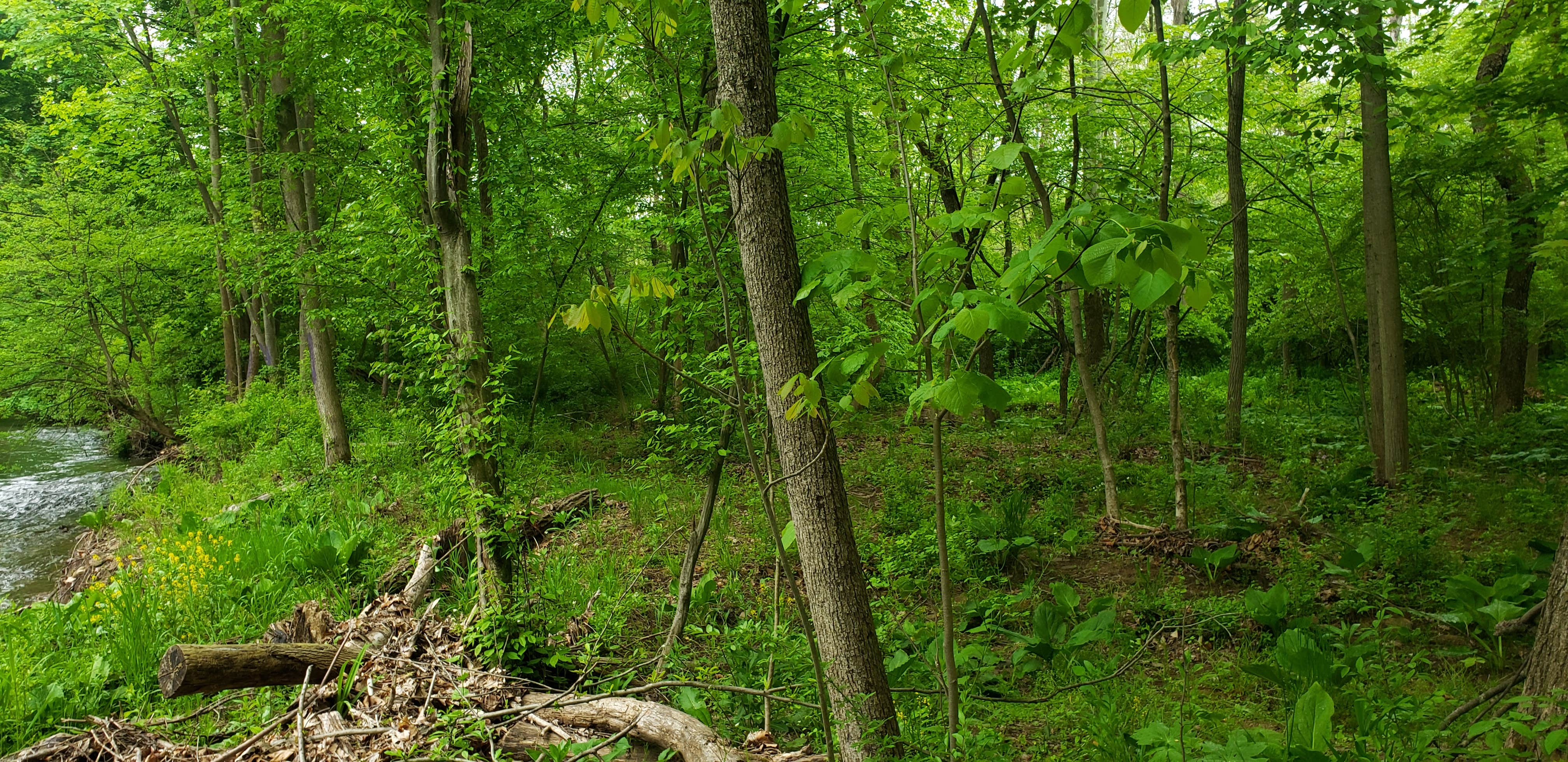 Camper-submitted photo at Pat's Primitive Place near Duncansville, PA
