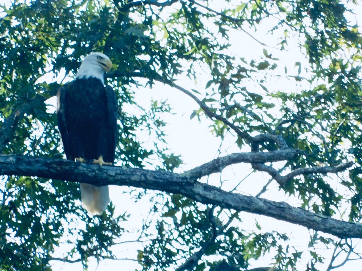 Camper-submitted photo at Cave Run Lake near Denniston, KY