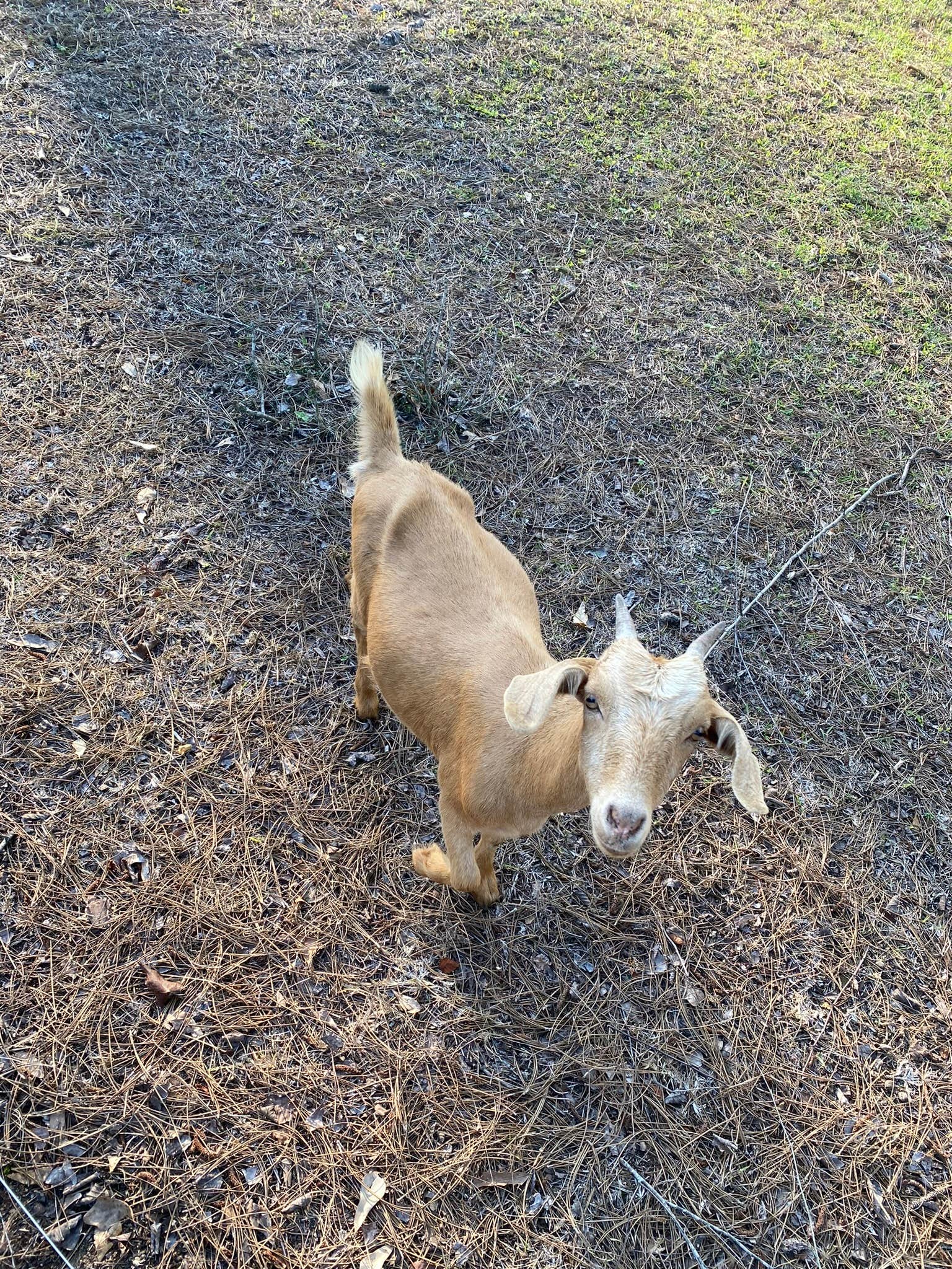 Camper-submitted photo at Milton-Gulf Pines KOA near Navarre, FL