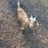 Review photo of Milton-Gulf Pines KOA by Lisa , May 13, 2023