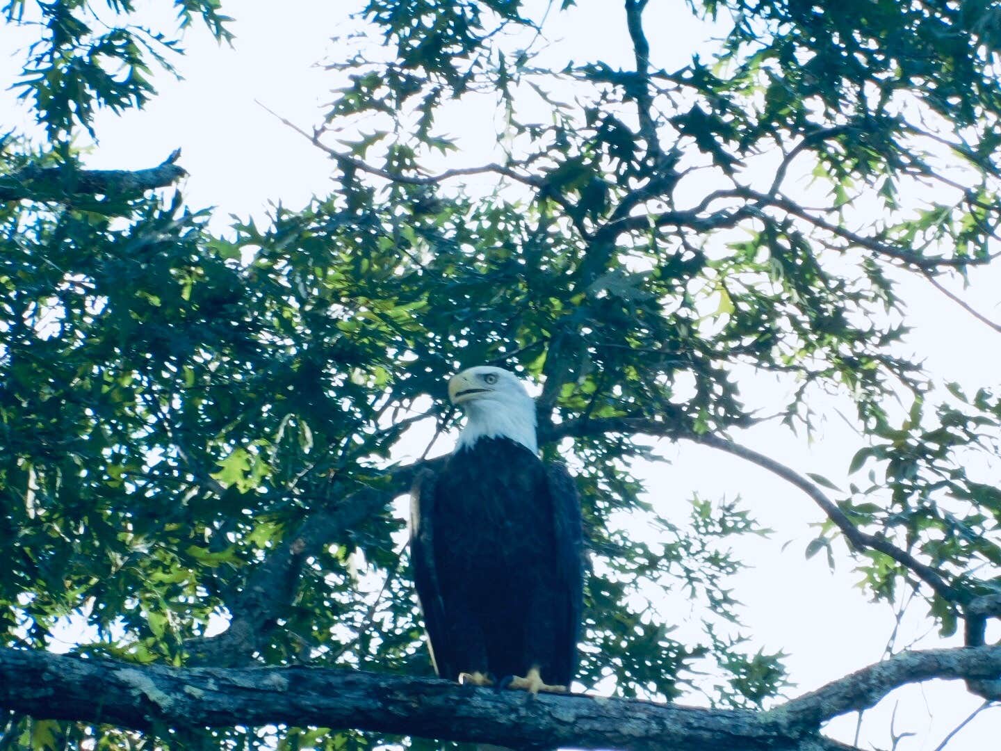 Camper-submitted photo at Cave Run Lake near Denniston, KY