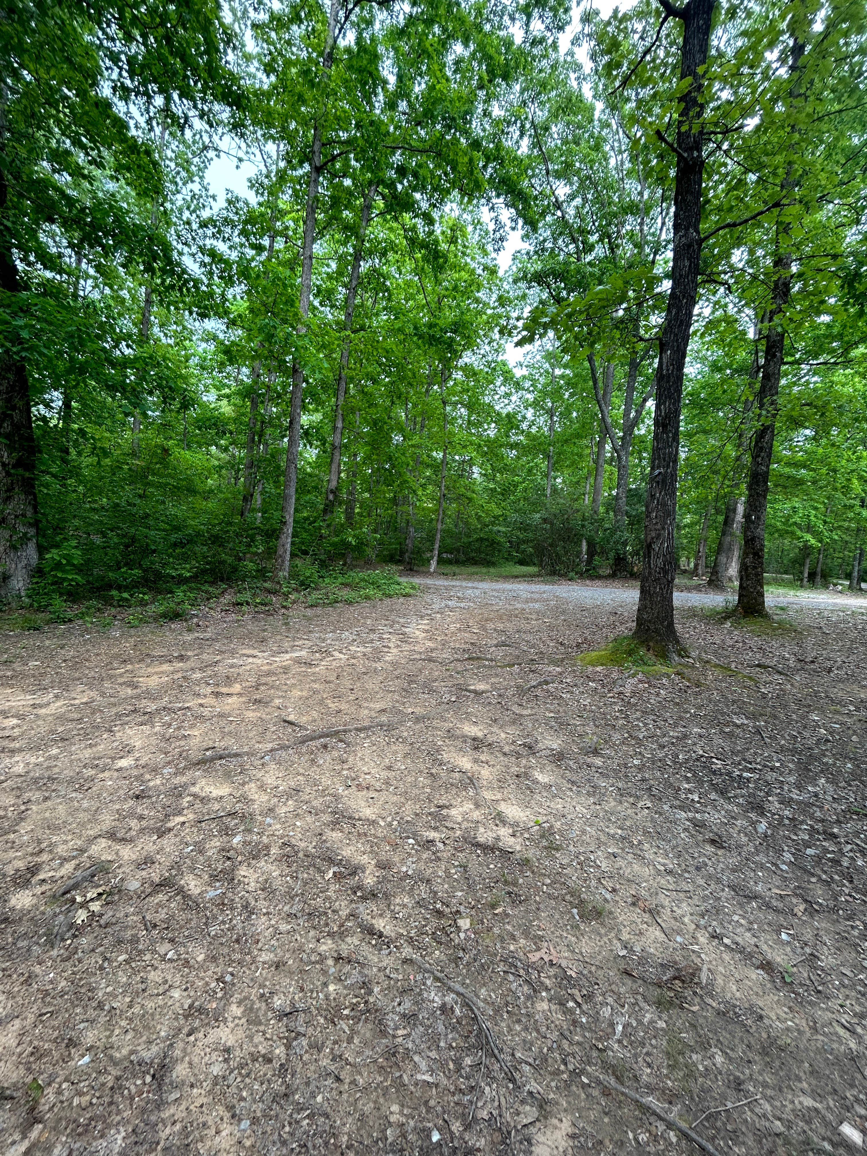 Camper submitted image from Prentice Cooper State Forest Camp - 3