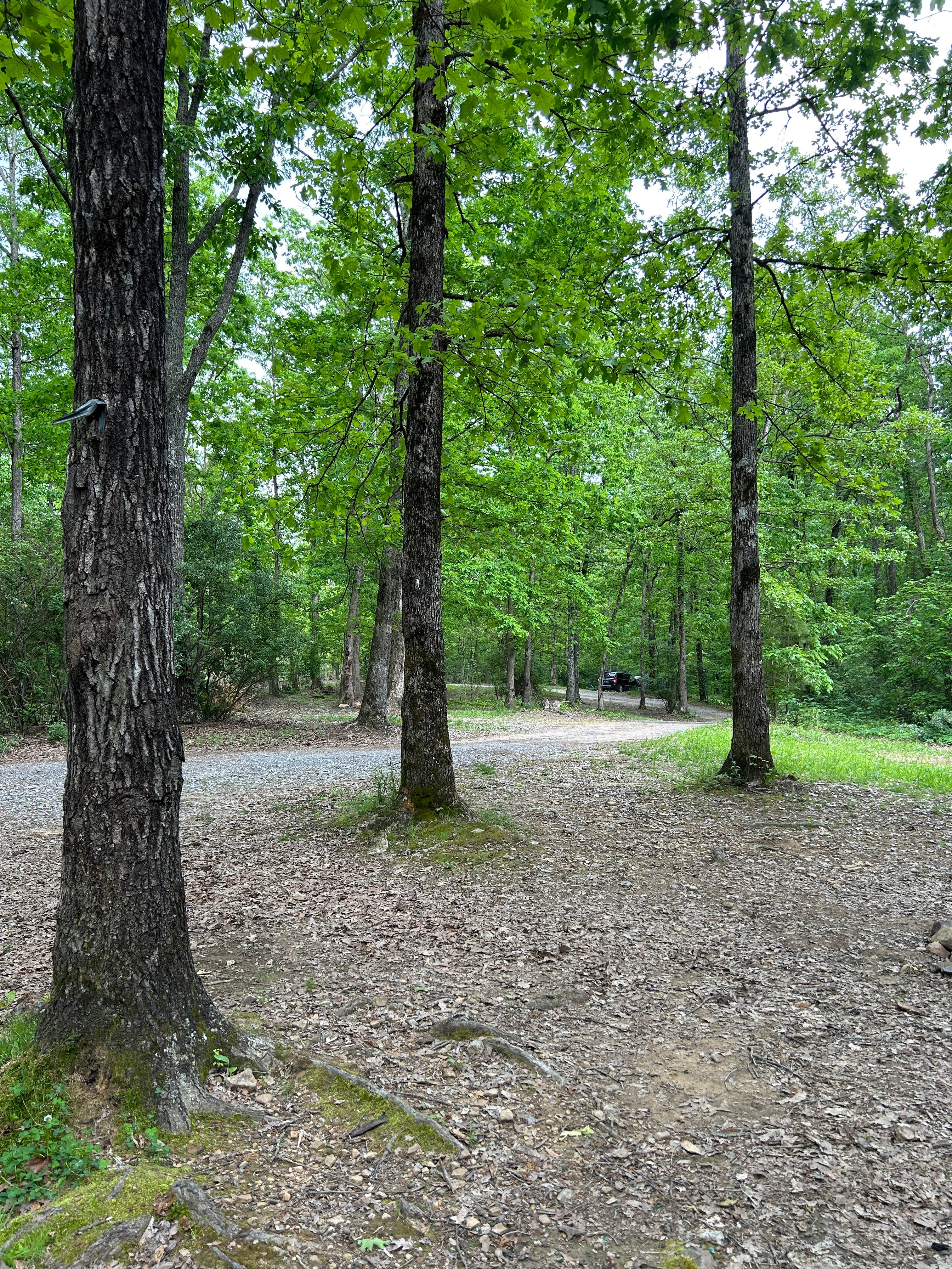 Camper submitted image from Prentice Cooper State Forest Camp - 2