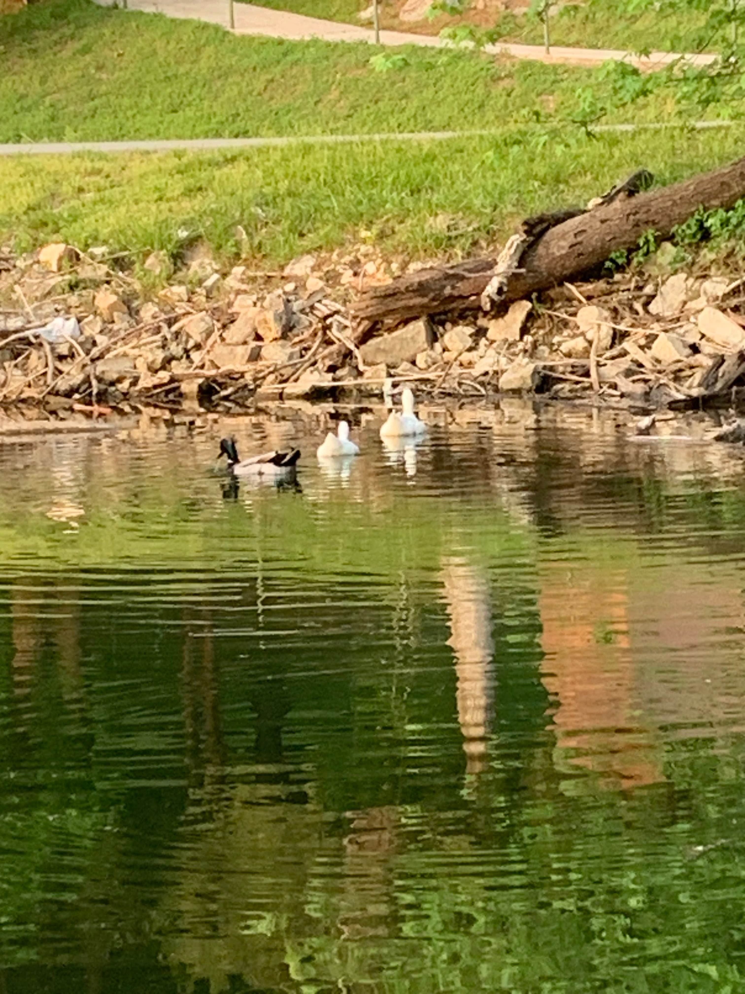 Camper-submitted photo at War Eagle Campground near Rogers, AR