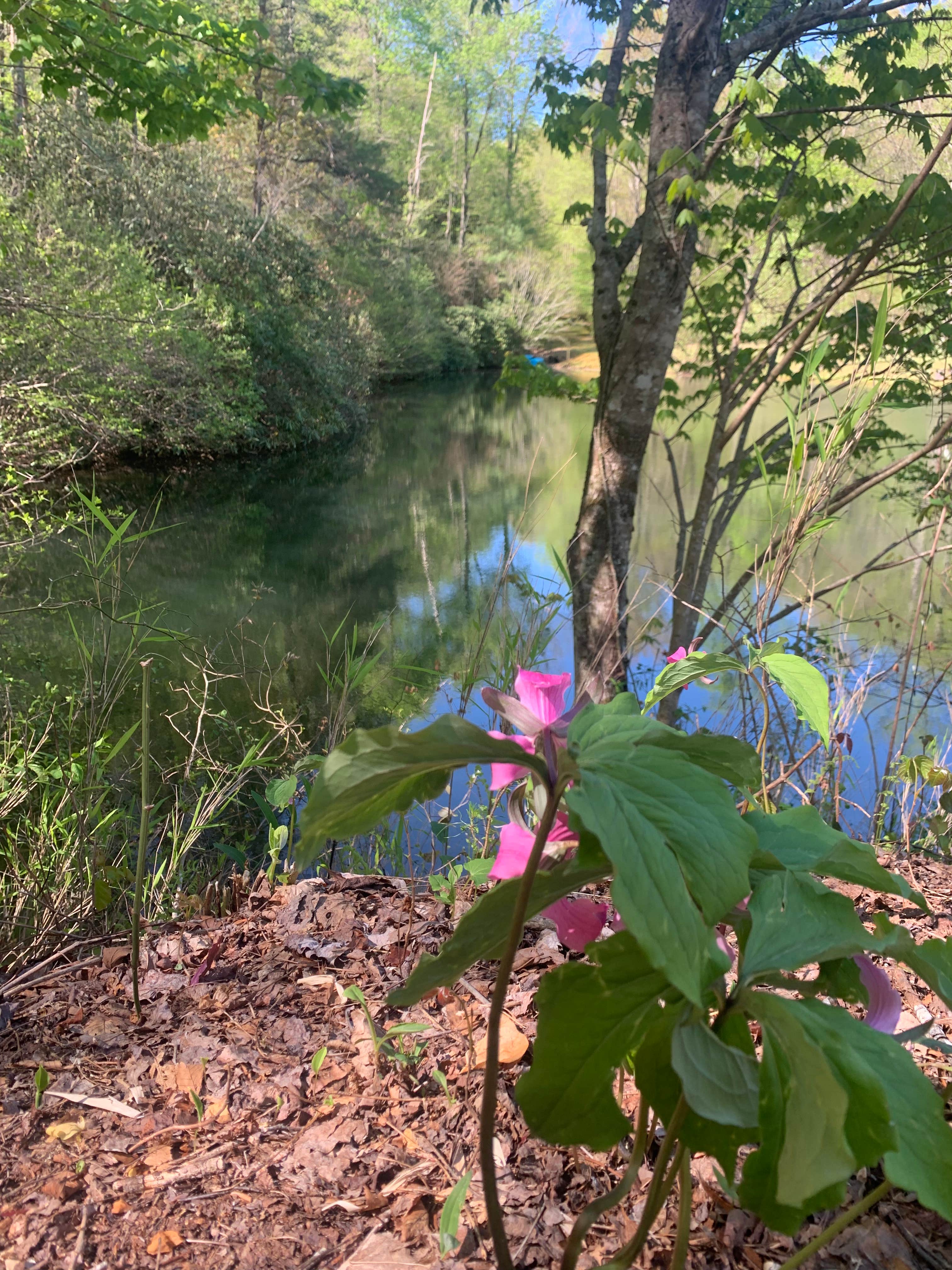 Camper-submitted photo at Yak Eco Camp near Slater, SC